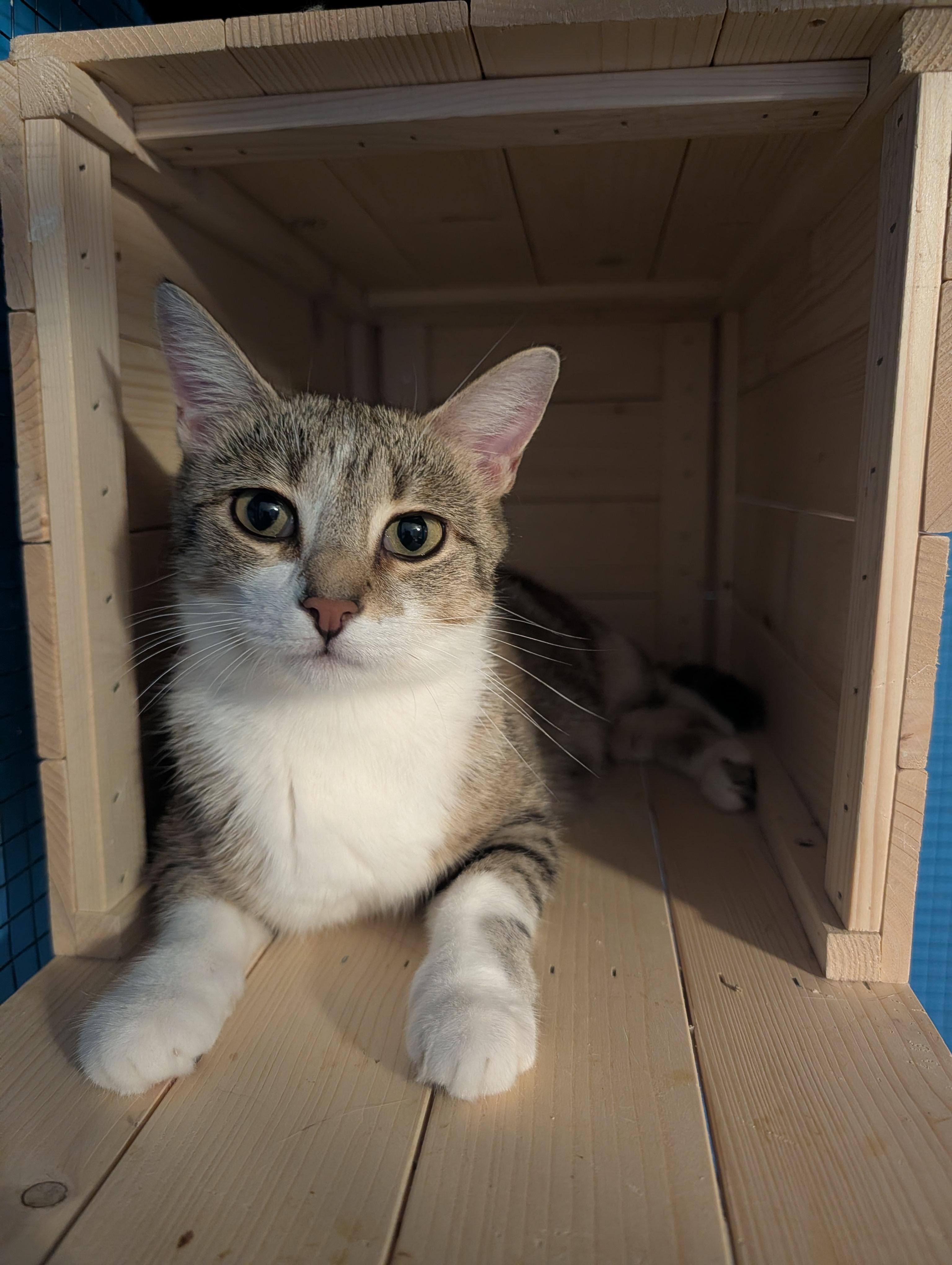 Enlarge Fiona, a Adoptable Domestic Short Hair in Hudsonville, MI image 2/2
