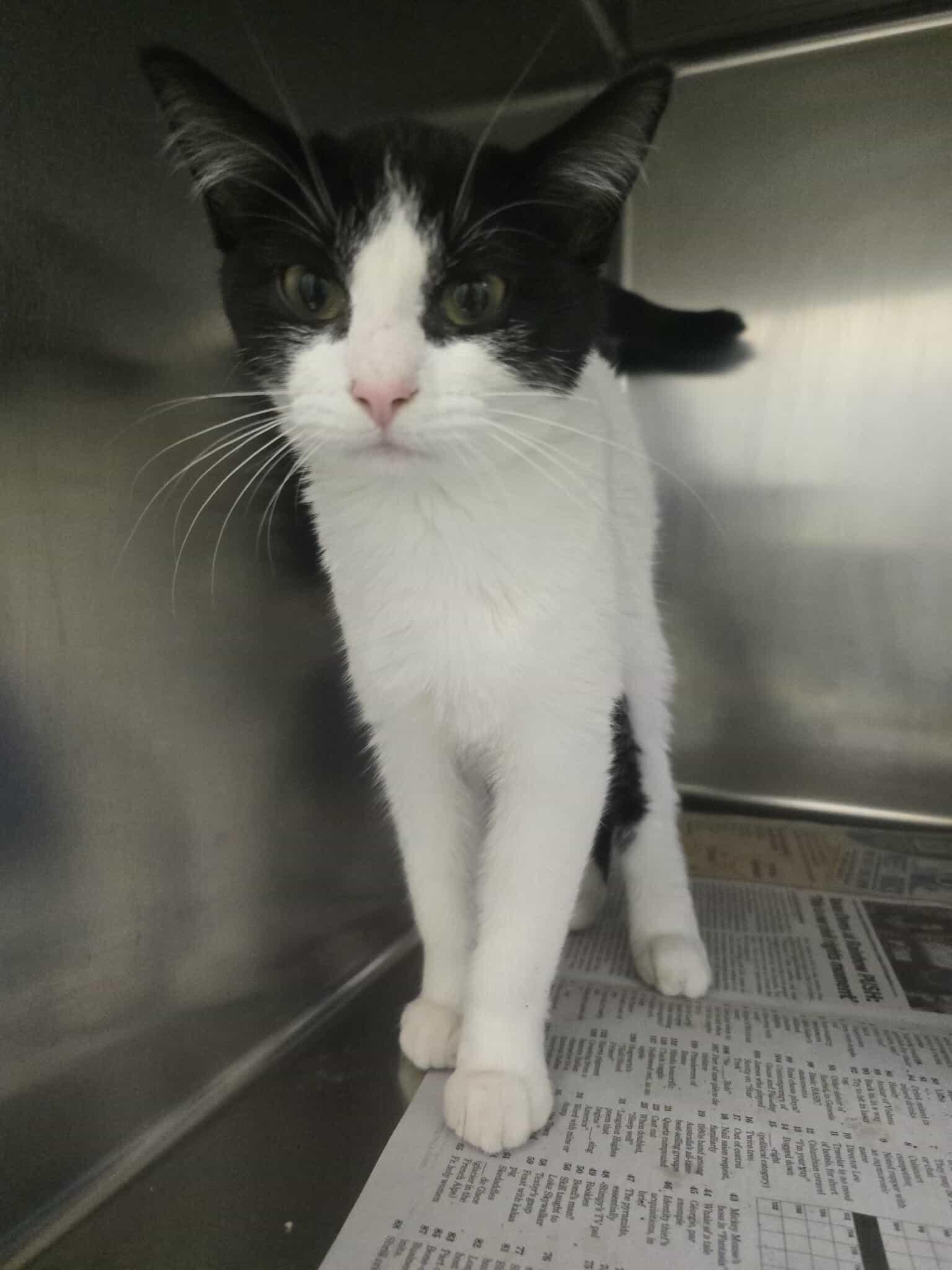 Chicken Noodle, a ADOPTABLE Domestic Short Hair in Rock Falls, IL image 1/5