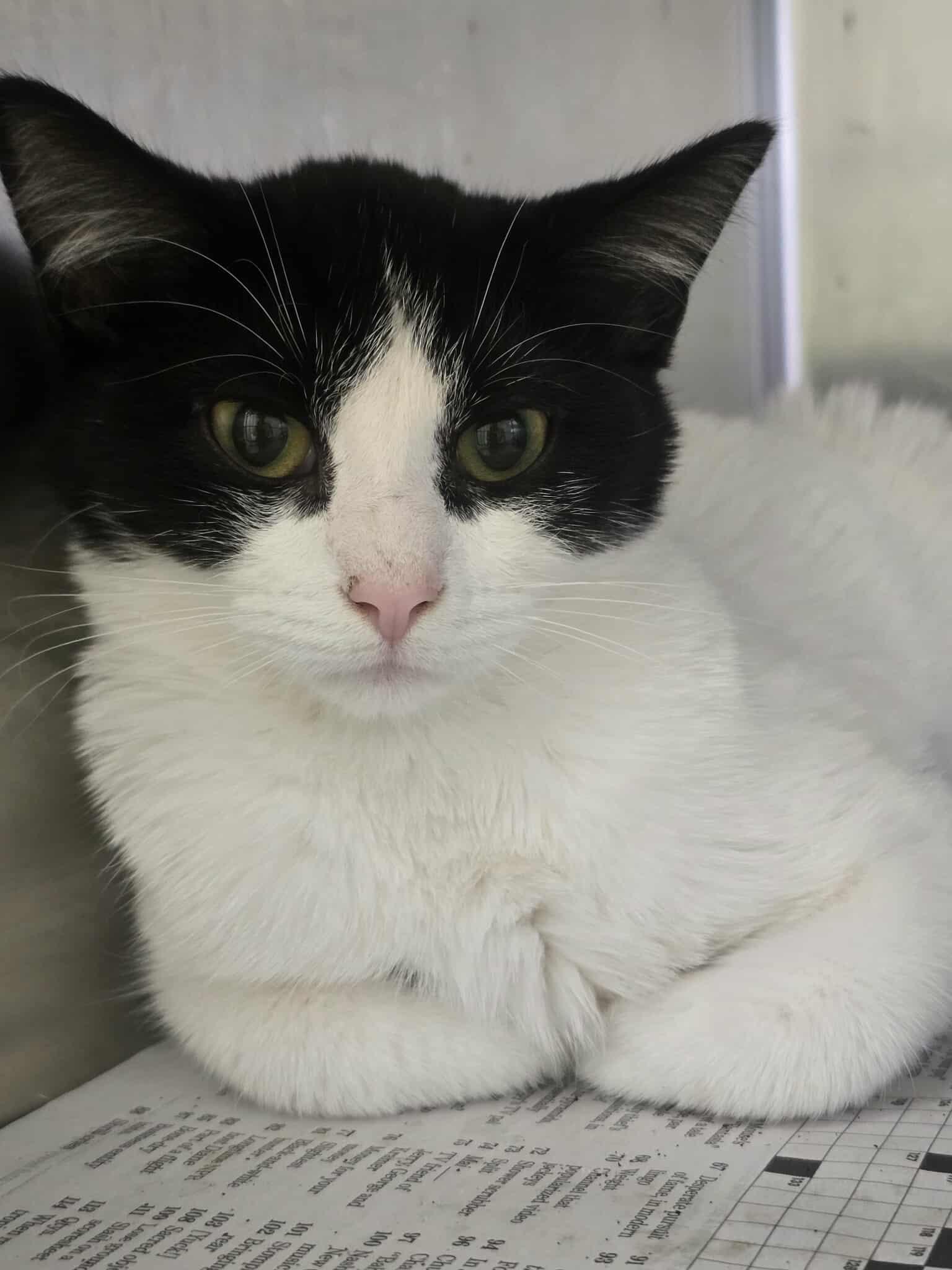 Chicken Noodle, a ADOPTABLE Domestic Short Hair in Rock Falls, IL image 2/5