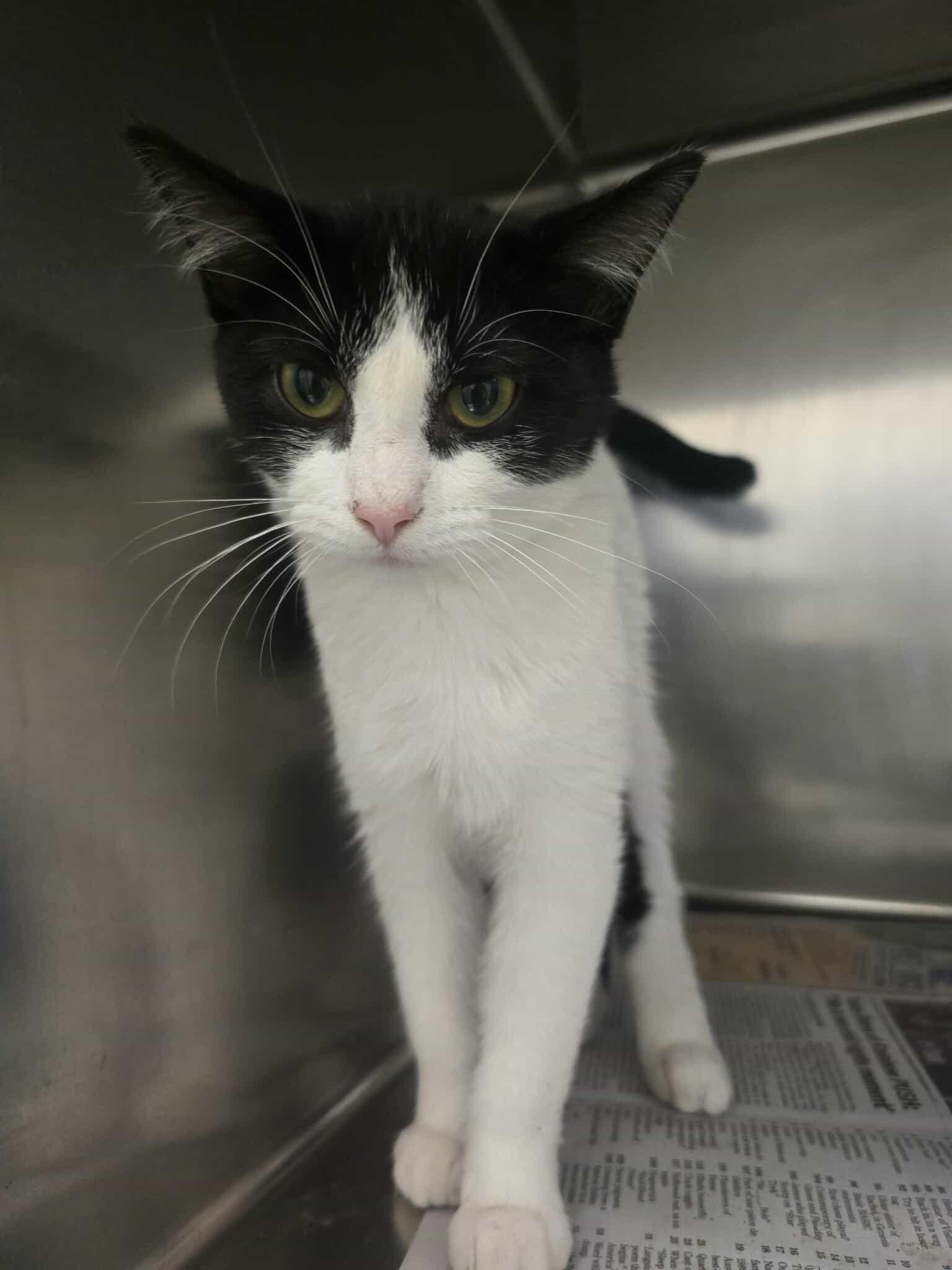 Chicken Noodle, a ADOPTABLE Domestic Short Hair in Rock Falls, IL image 3/5