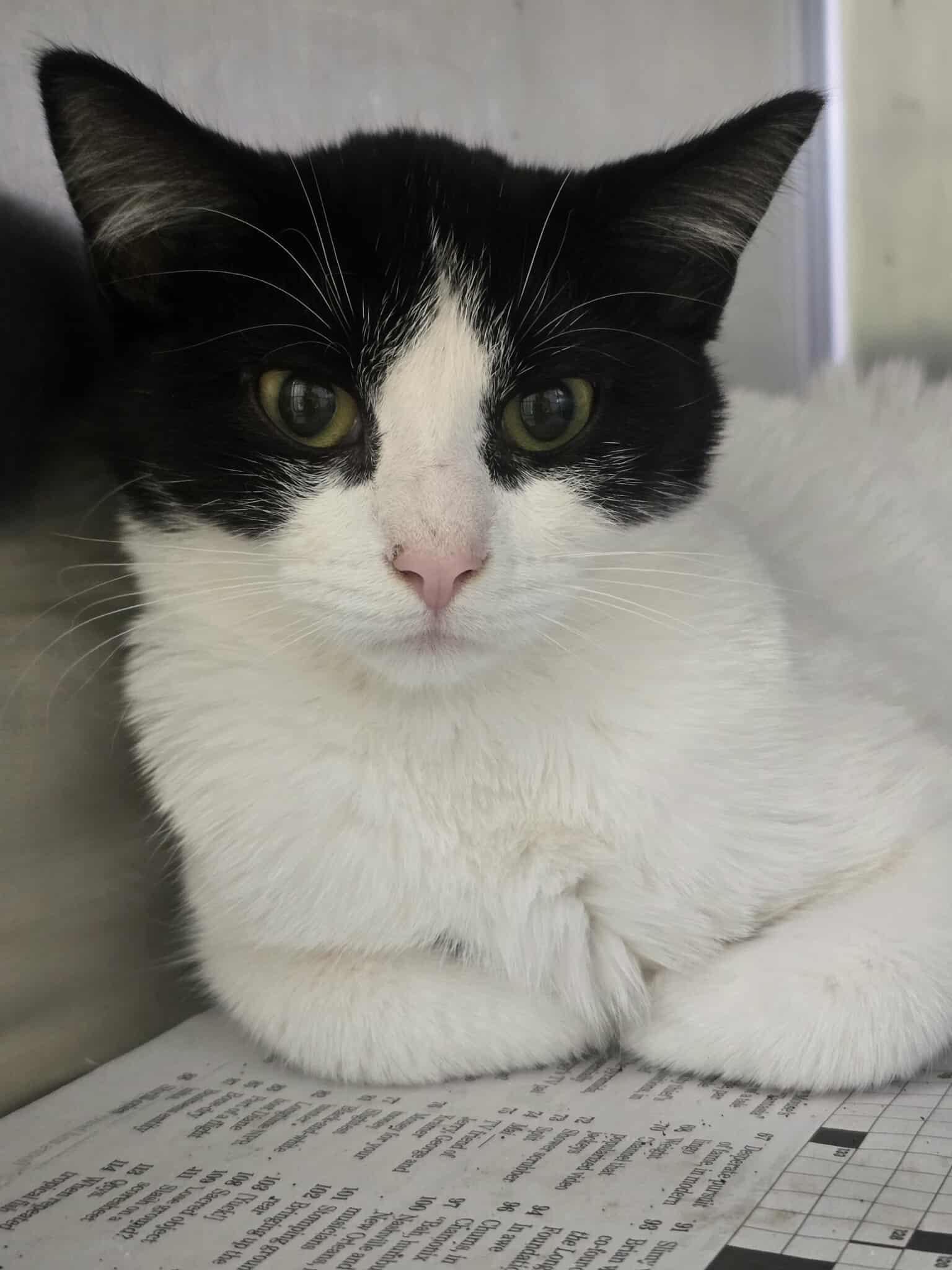 Chicken Noodle, a ADOPTABLE Domestic Short Hair in Rock Falls, IL image 4/5