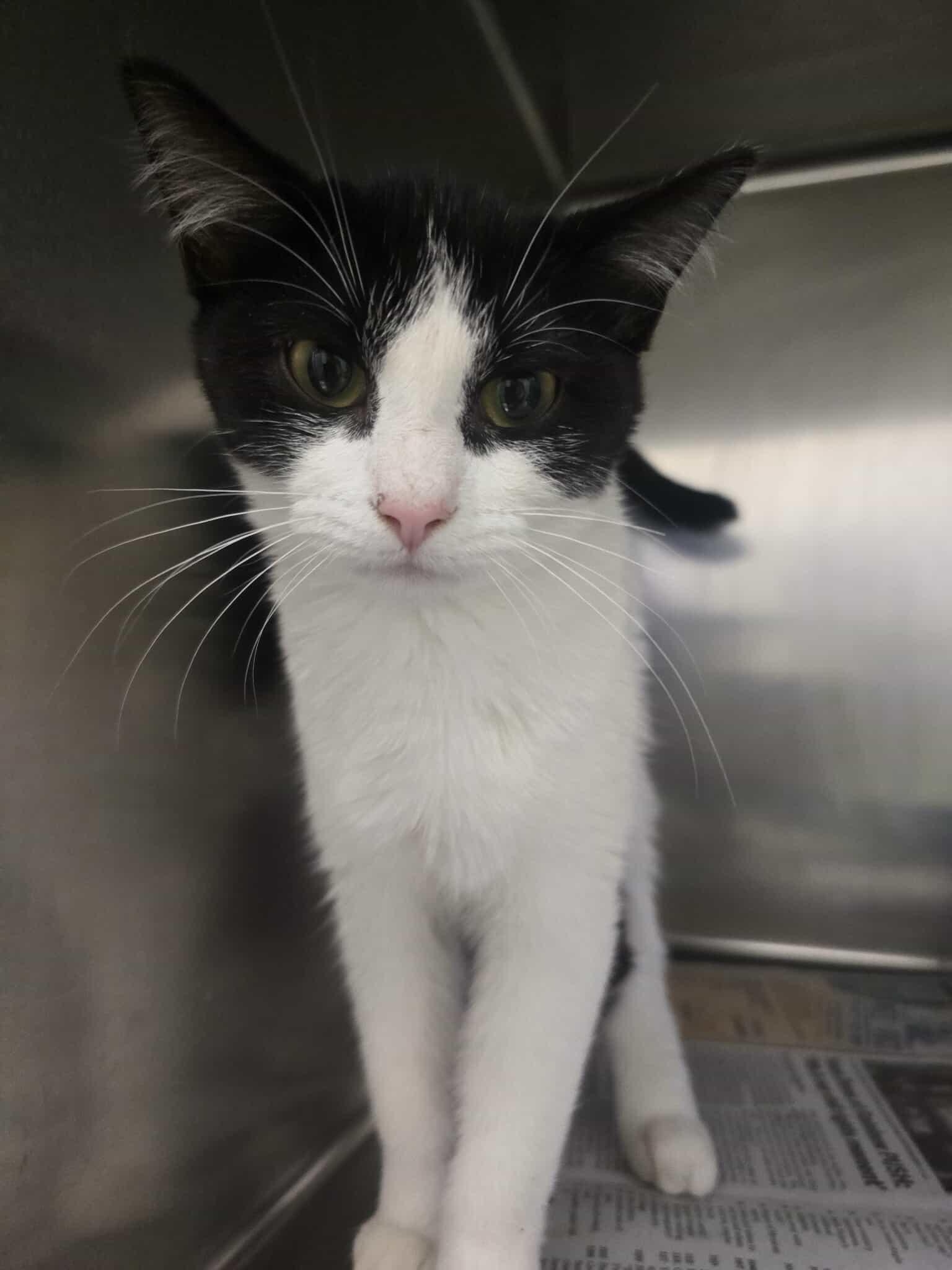 Chicken Noodle, a ADOPTABLE Domestic Short Hair in Rock Falls, IL image 5/5