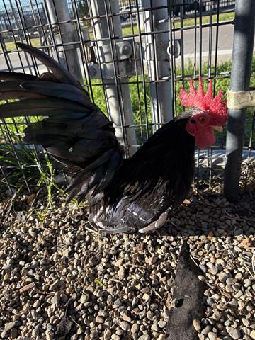 Enlarge MERRY, a Adoptable Chicken in San Martin, CA image 1/1