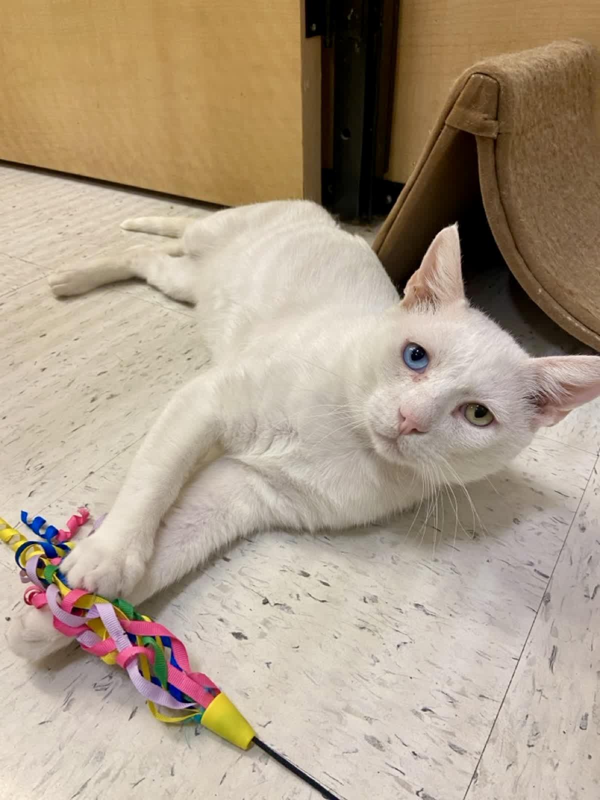 Rodeo, a ADOPTABLE mixed breed in Austin, TX image 3/6