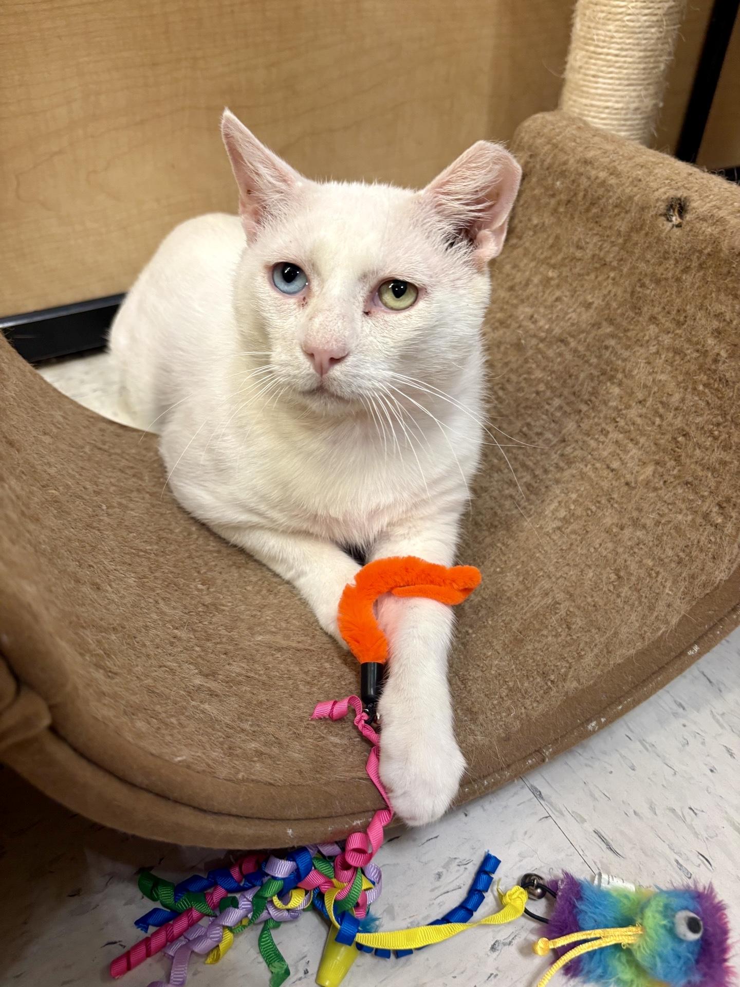 Rodeo, a ADOPTABLE mixed breed in Austin, TX image 4/6