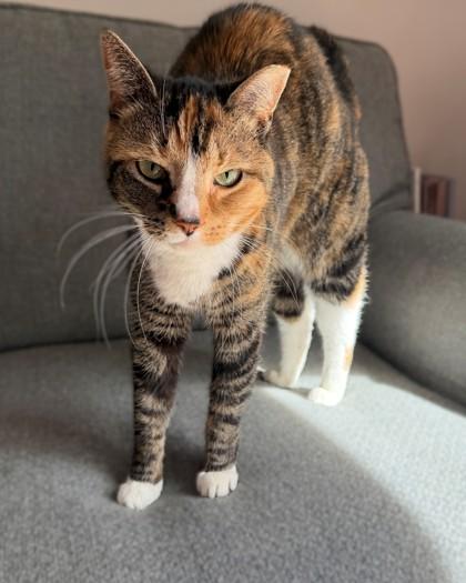 Stella (& Mollie), Adoptable, Adult Female Domestic Short Hair & Domestic Short Hair.