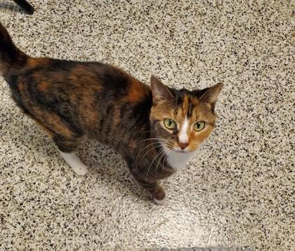 Enlarge Stella (& Mollie), a Adoptable mixed breed in Fairfax, VA image 3/3