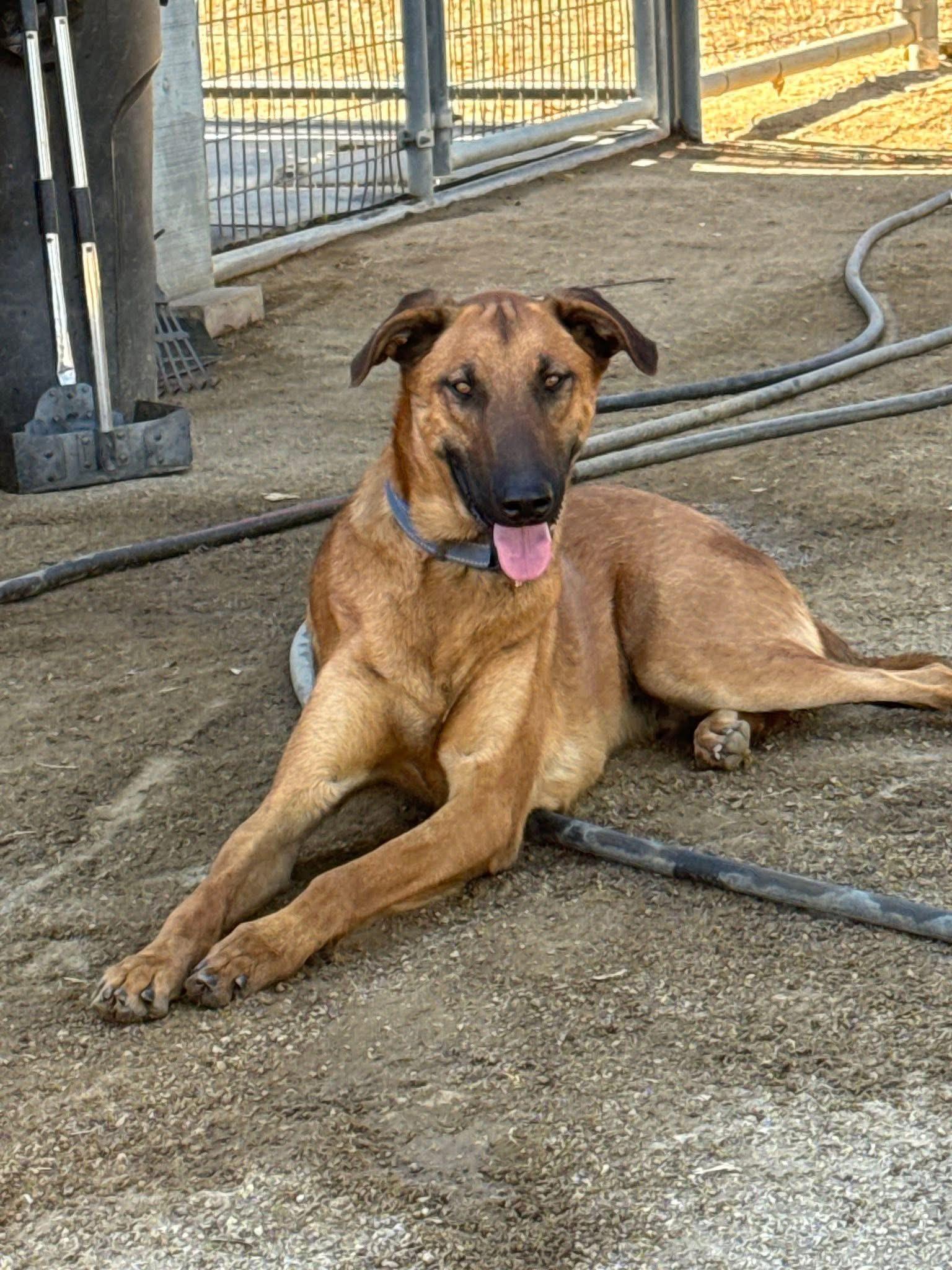 Enlarge HANZ, a Adoptable mixed breed in Perris, CA image 1/6