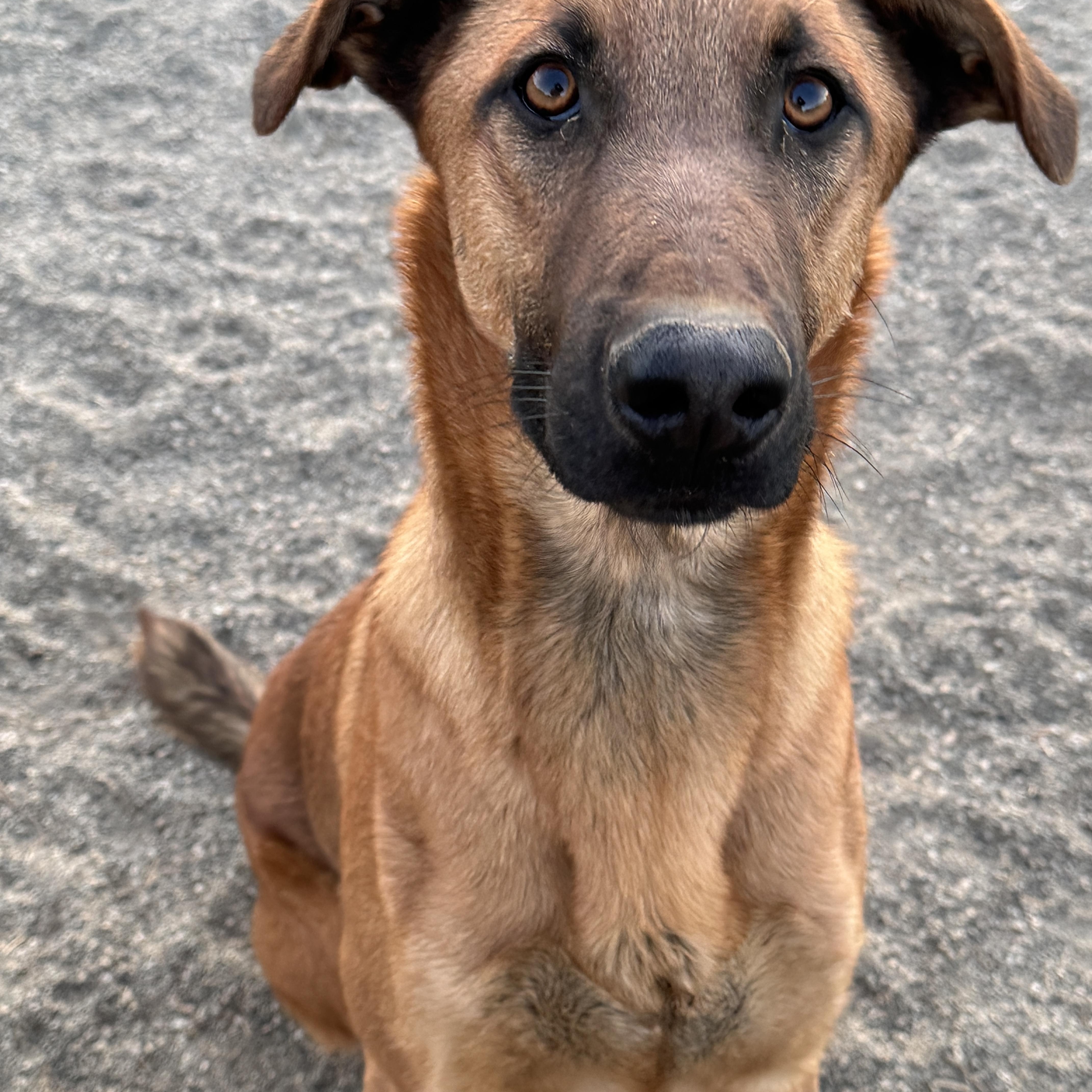 Enlarge HANZ, a Adoptable mixed breed in Perris, CA image 3/6