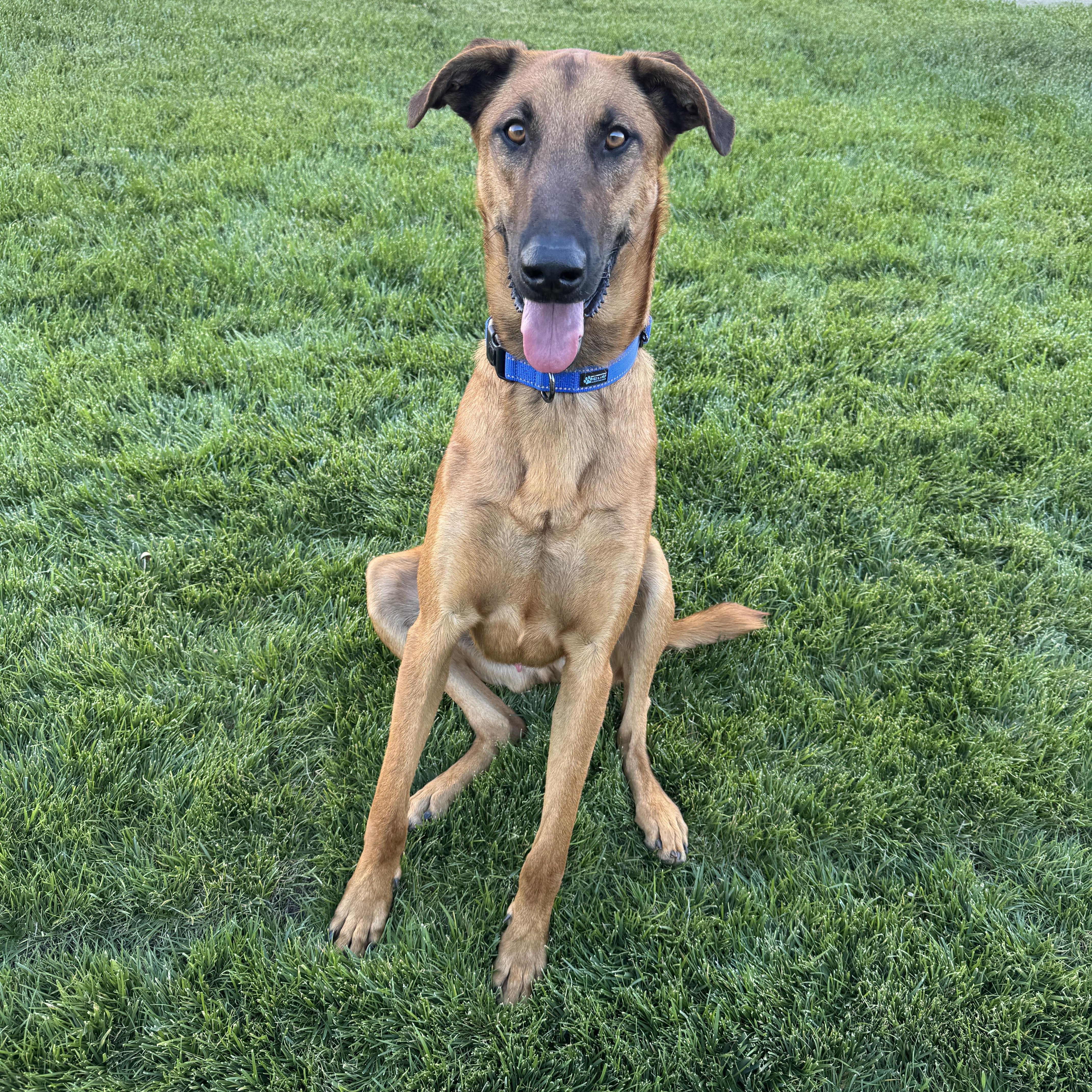 Enlarge HANZ, a Adoptable mixed breed in Perris, CA image 2/6