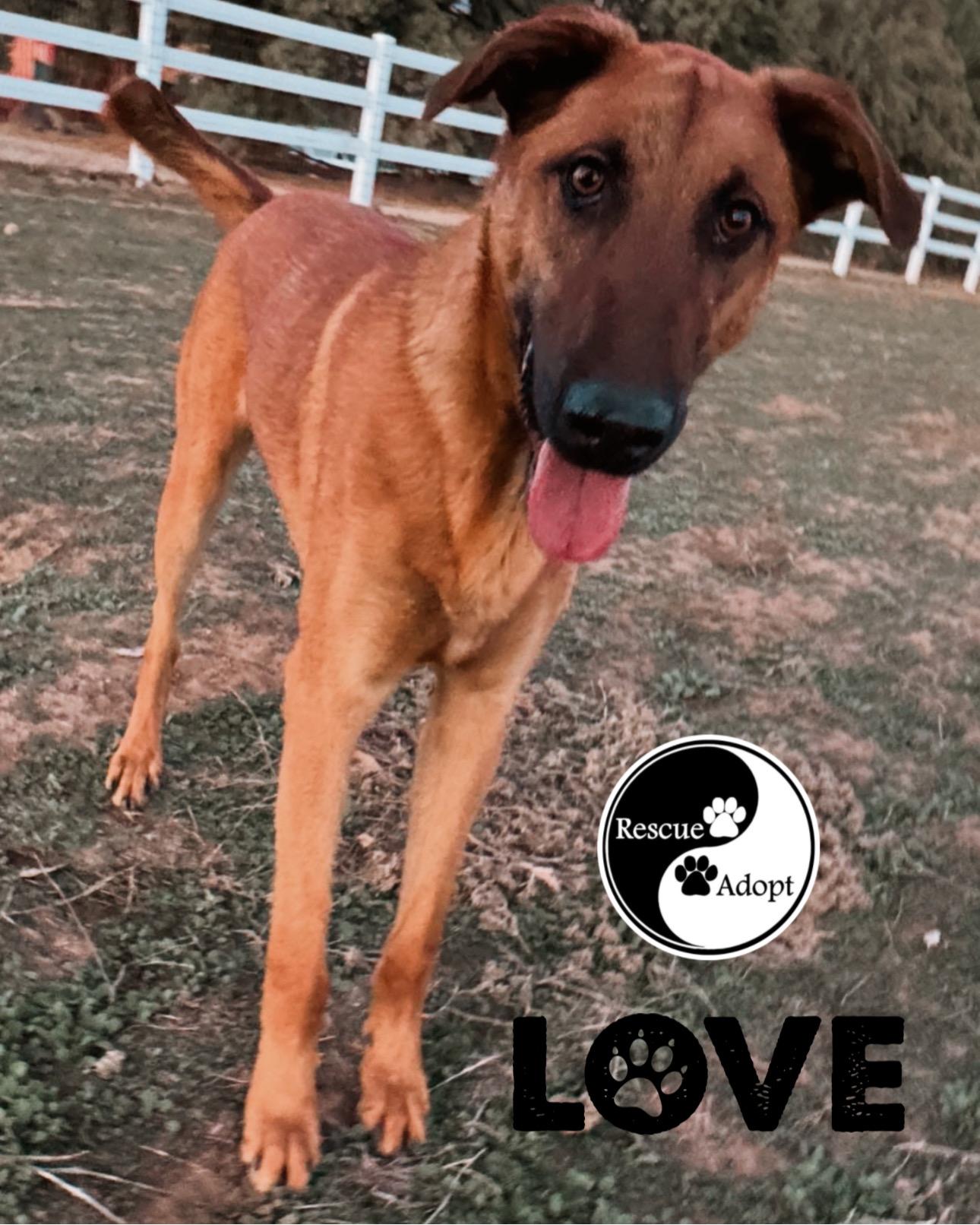 Enlarge HANZ, a Adoptable mixed breed in Perris, CA image 5/6