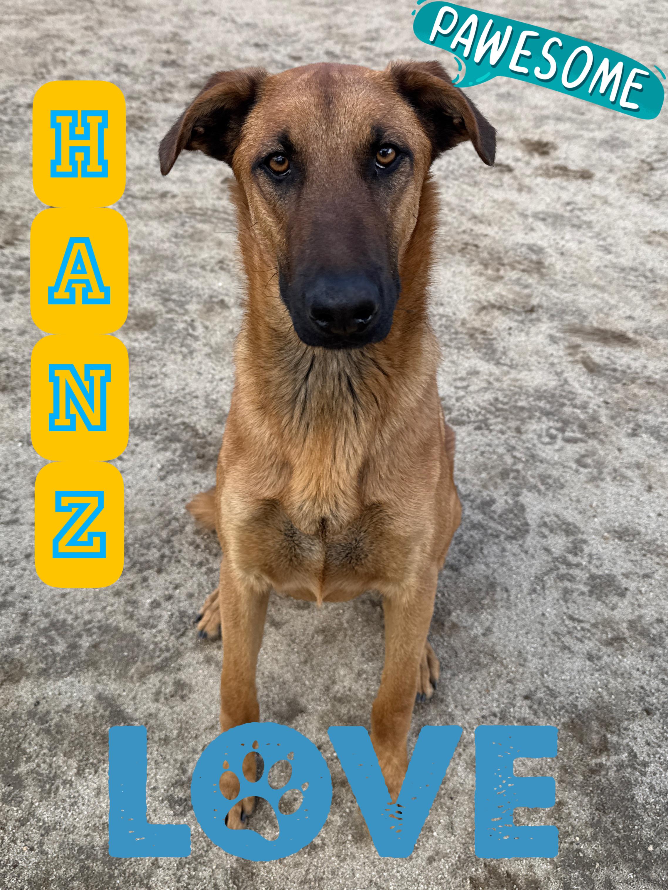 Enlarge HANZ, a Adoptable mixed breed in Perris, CA image 6/6