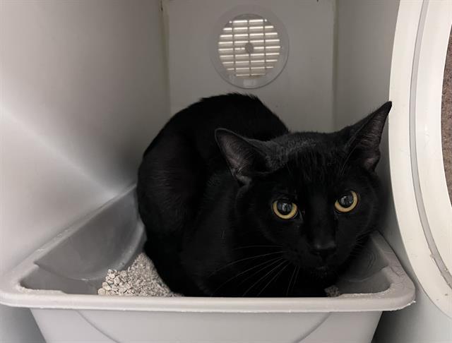 Enlarge WINCHESTER, a Adoptable Domestic Short Hair in Kent, WA image 1/1