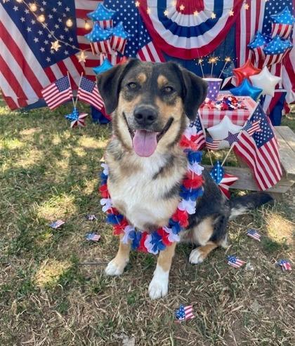 Briar, Adoptable, Young Female Shepherd & Mixed Breed.