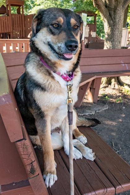 Enlarge Briar, a Adoptable mixed breed in Bridgewater, NJ image 2/2