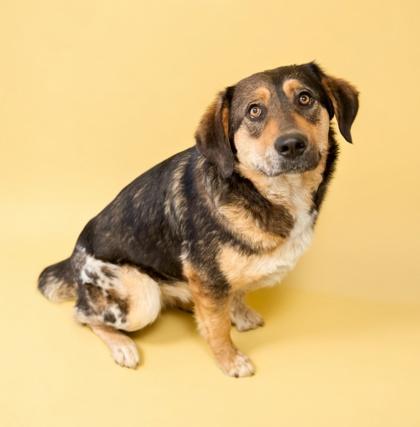 Enlarge Briar, a Adoptable mixed breed in Bridgewater, NJ image 2/2
