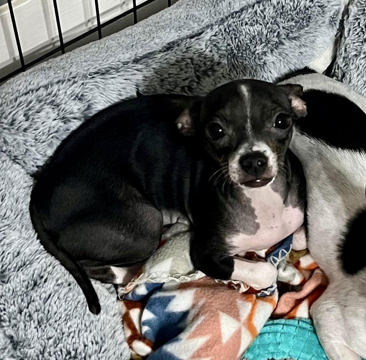 Daisy - ADOPTION IN PROCESS, Adoptable, Young Female Chihuahua.