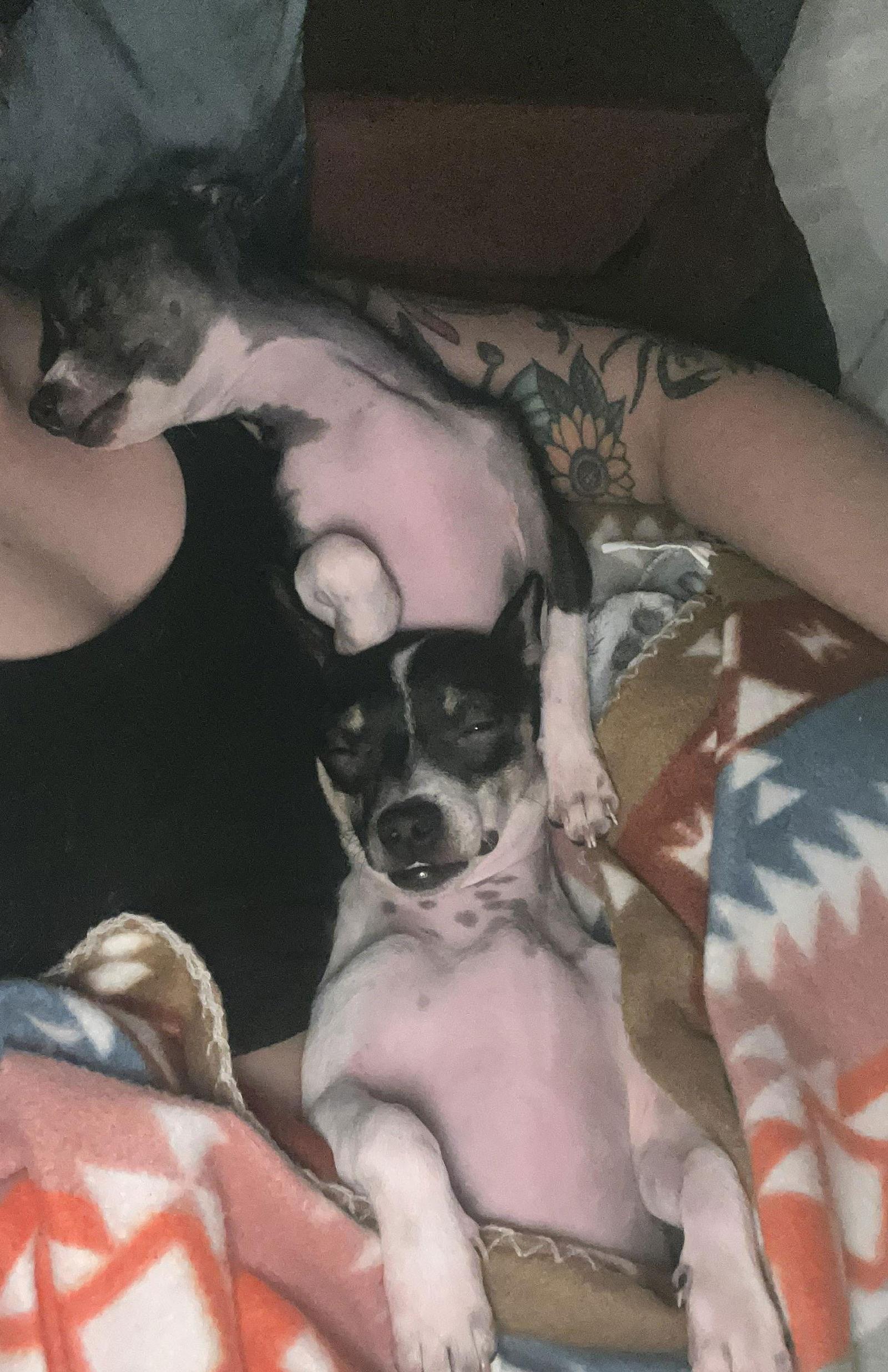 Enlarge Daisy - ADOPTION IN PROCESS, a Adoptable Chihuahua in Grafton, WI image 2/3