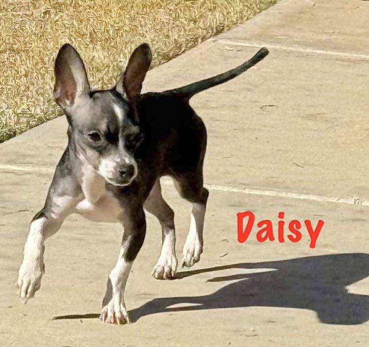 Enlarge Daisy - ADOPTION IN PROCESS, a Adoptable Chihuahua in Grafton, WI image 3/3