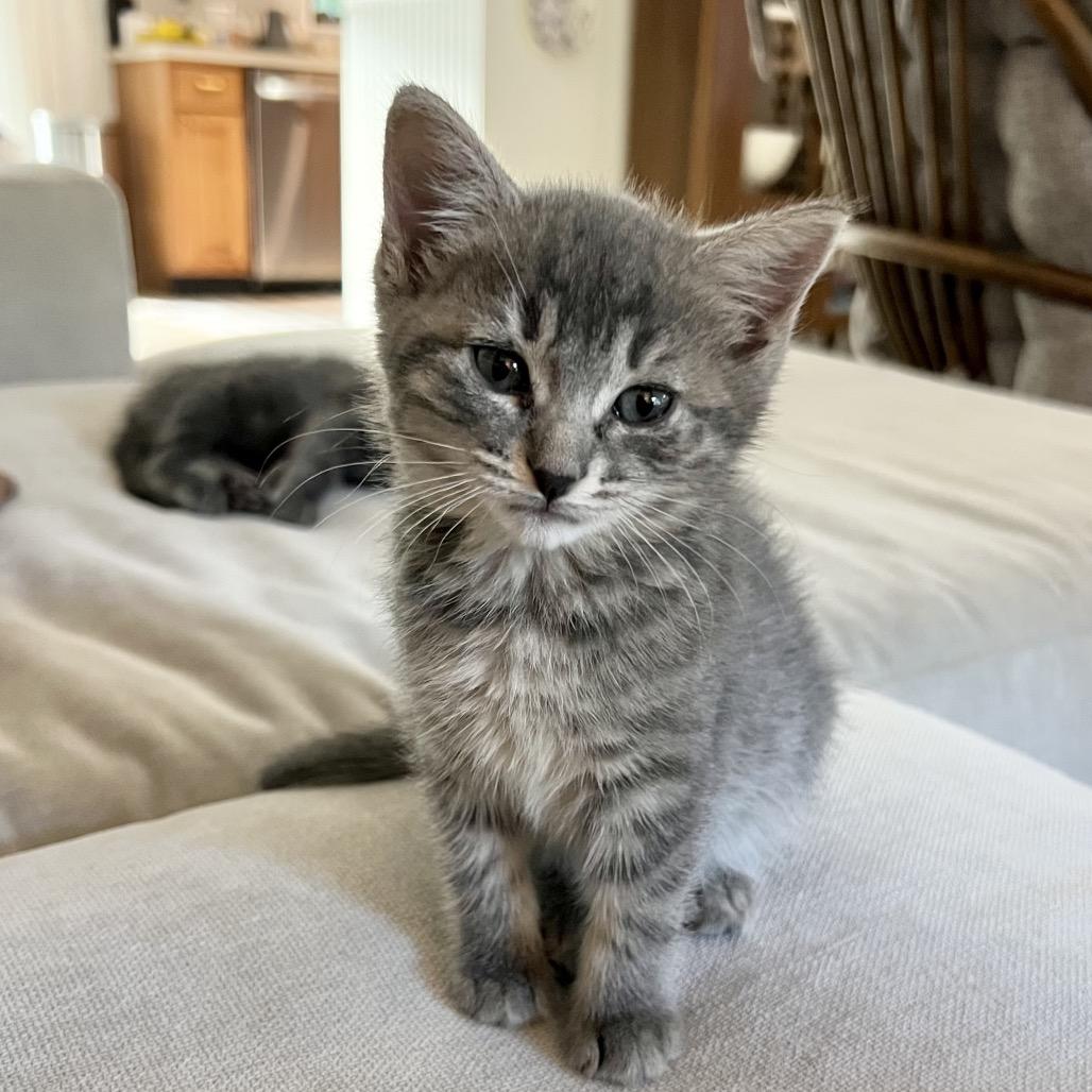 Enlarge Sylvie, a Adoptable Domestic Short Hair in Jupiter, FL image 1/6