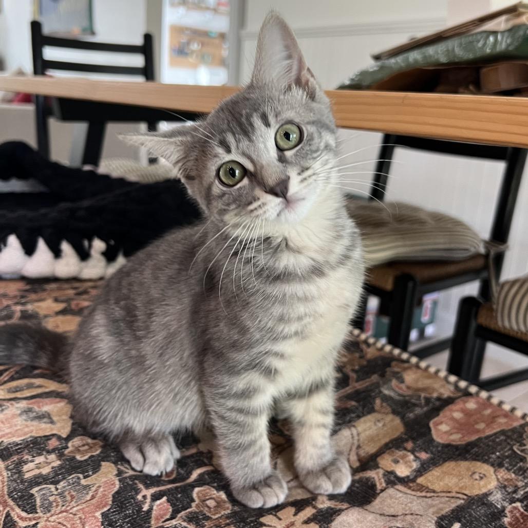 Enlarge Sylvie, a Adoptable Domestic Short Hair in Jupiter, FL image 2/6