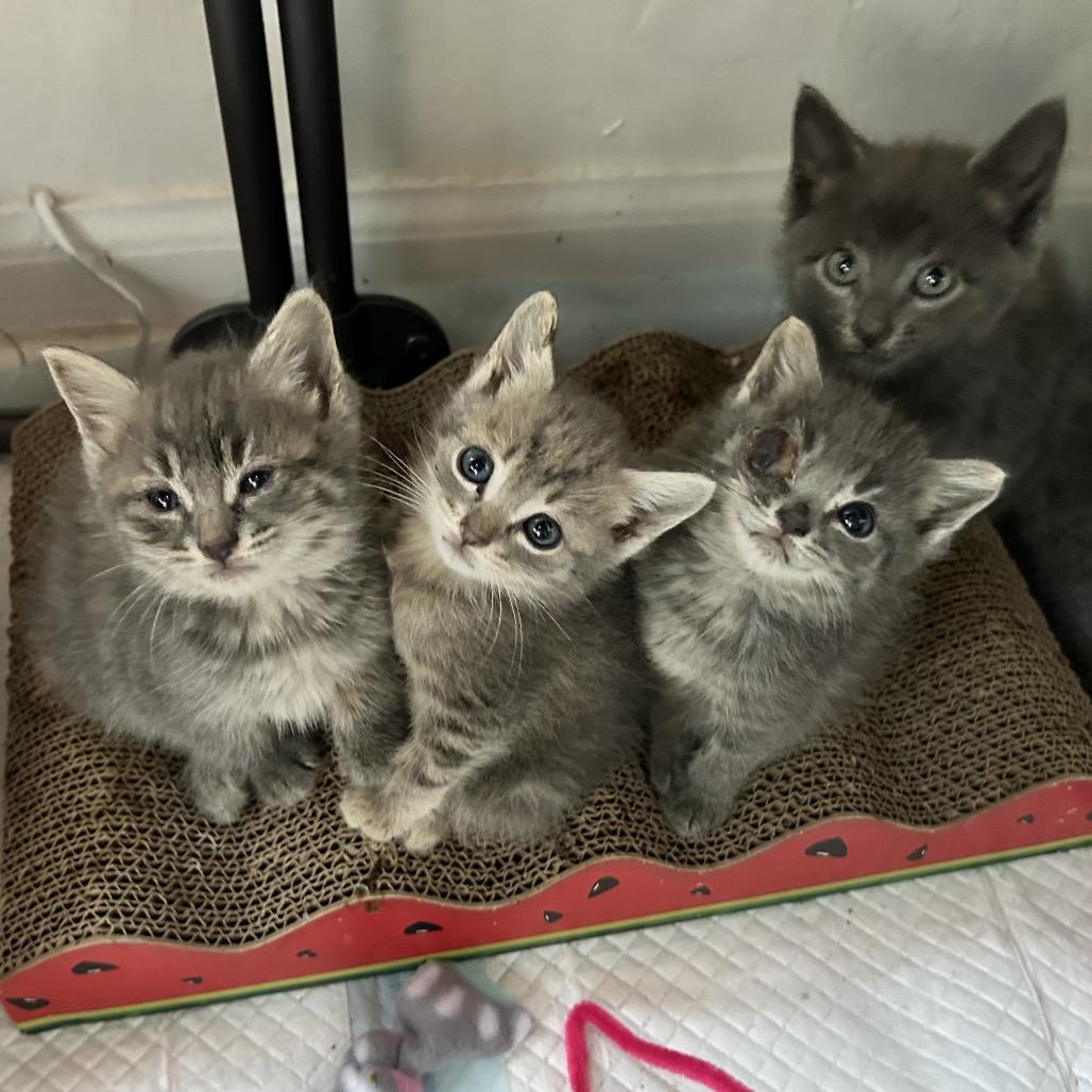 Enlarge Sylvie, a Adoptable Domestic Short Hair in Jupiter, FL image 3/6