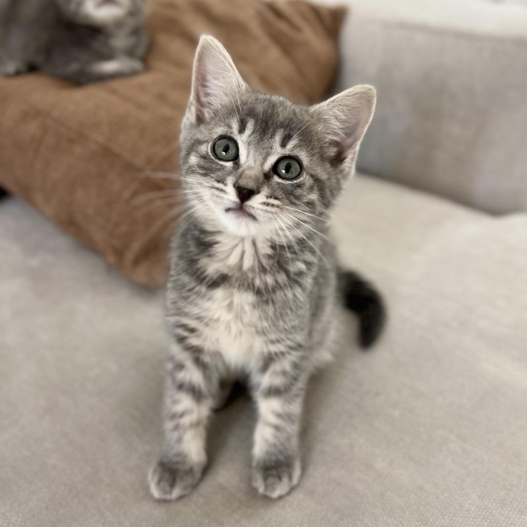 Enlarge Sylvie, a Adoptable Domestic Short Hair in Jupiter, FL image 4/6