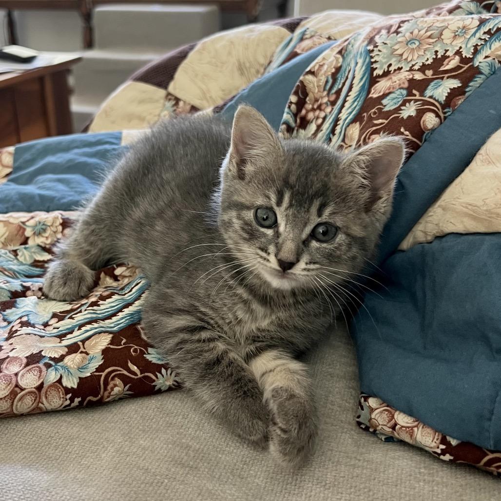 Enlarge Sylvie, a Adoptable Domestic Short Hair in Jupiter, FL image 5/6