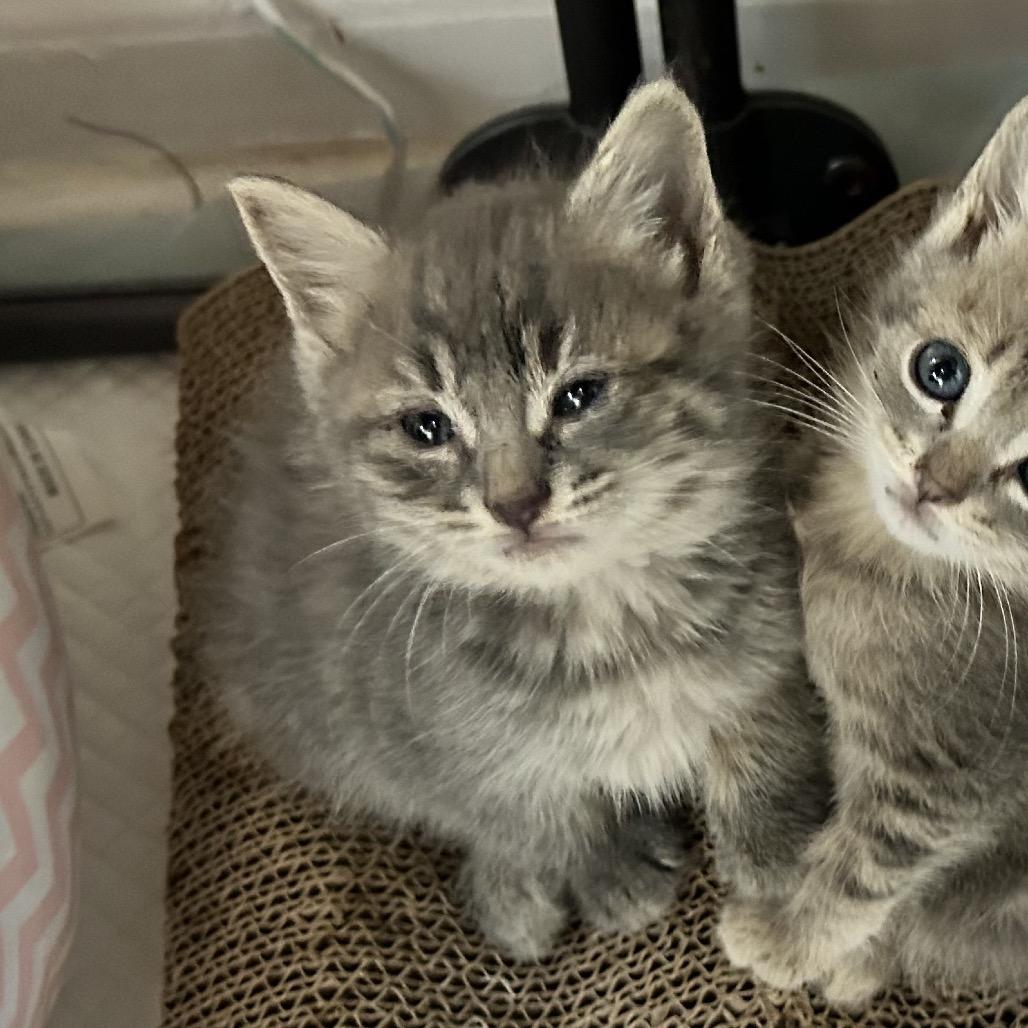 Enlarge Sylvie, a Adoptable Domestic Short Hair in Jupiter, FL image 6/6