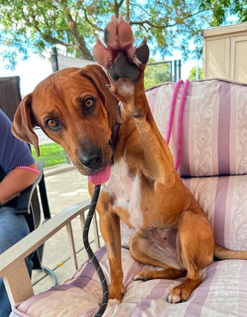 HONEY, Adoptable, Young Female Harrier & Beagle.
