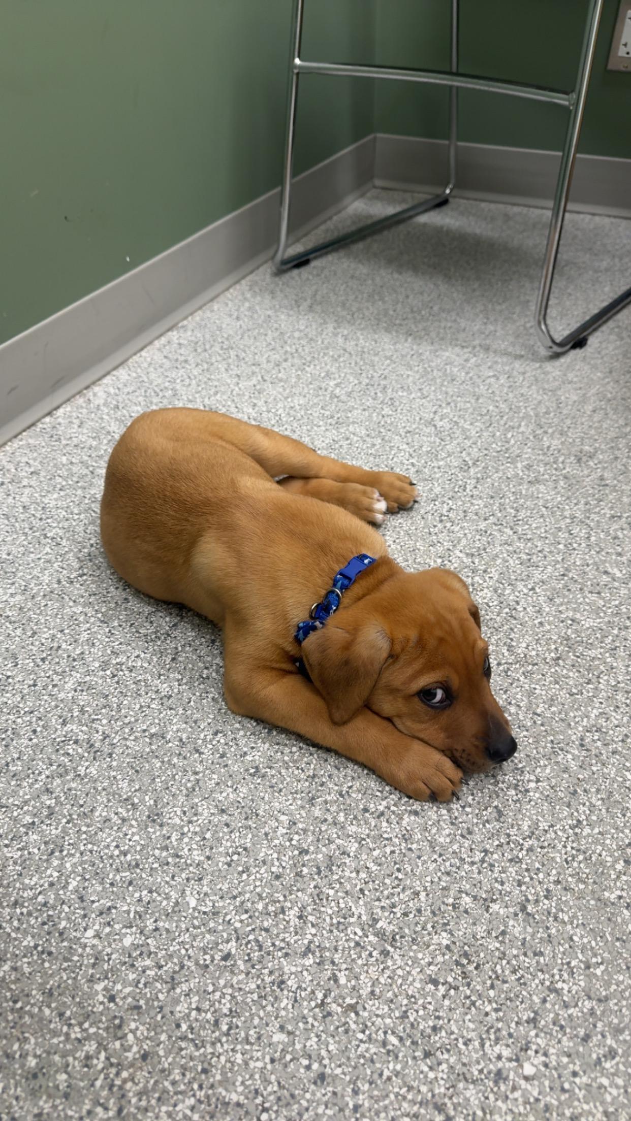 Enlarge Guinness, a ADOPTABLE mixed breed in Saskatoon, SK image 1/6