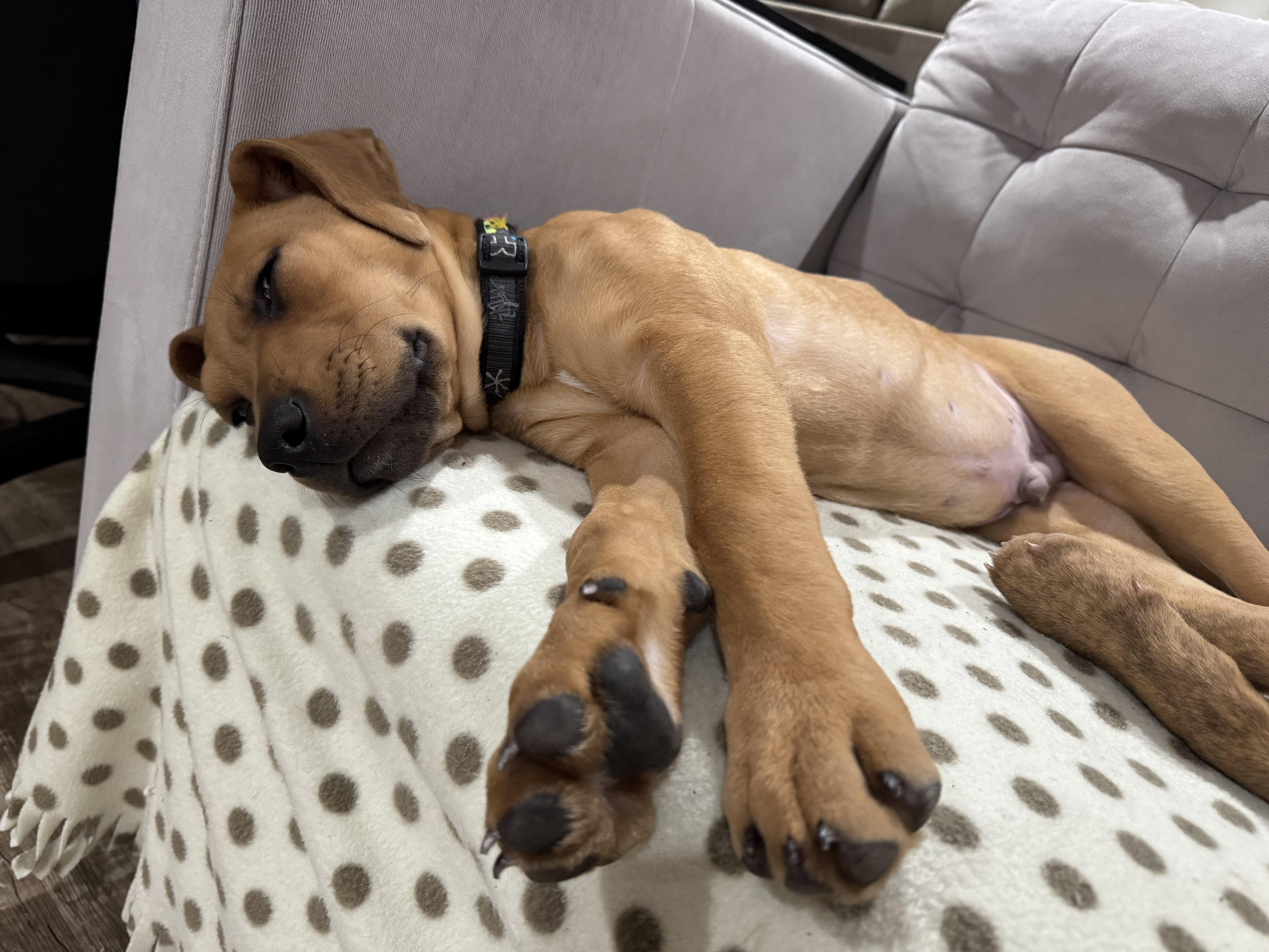 Enlarge Guinness, a ADOPTABLE mixed breed in Saskatoon, SK image 5/6