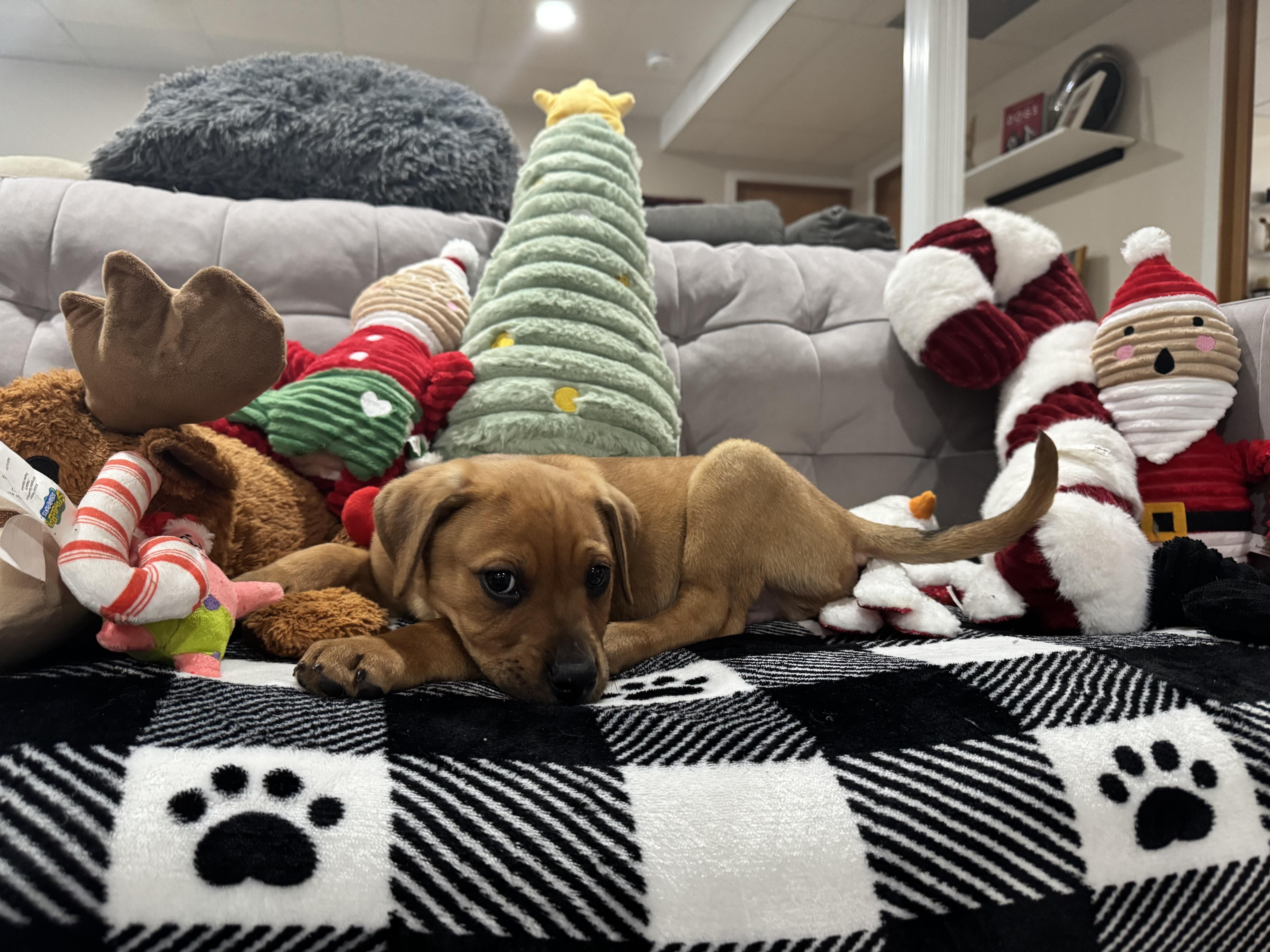 Enlarge Guinness, a ADOPTABLE mixed breed in Saskatoon, SK image 2/6