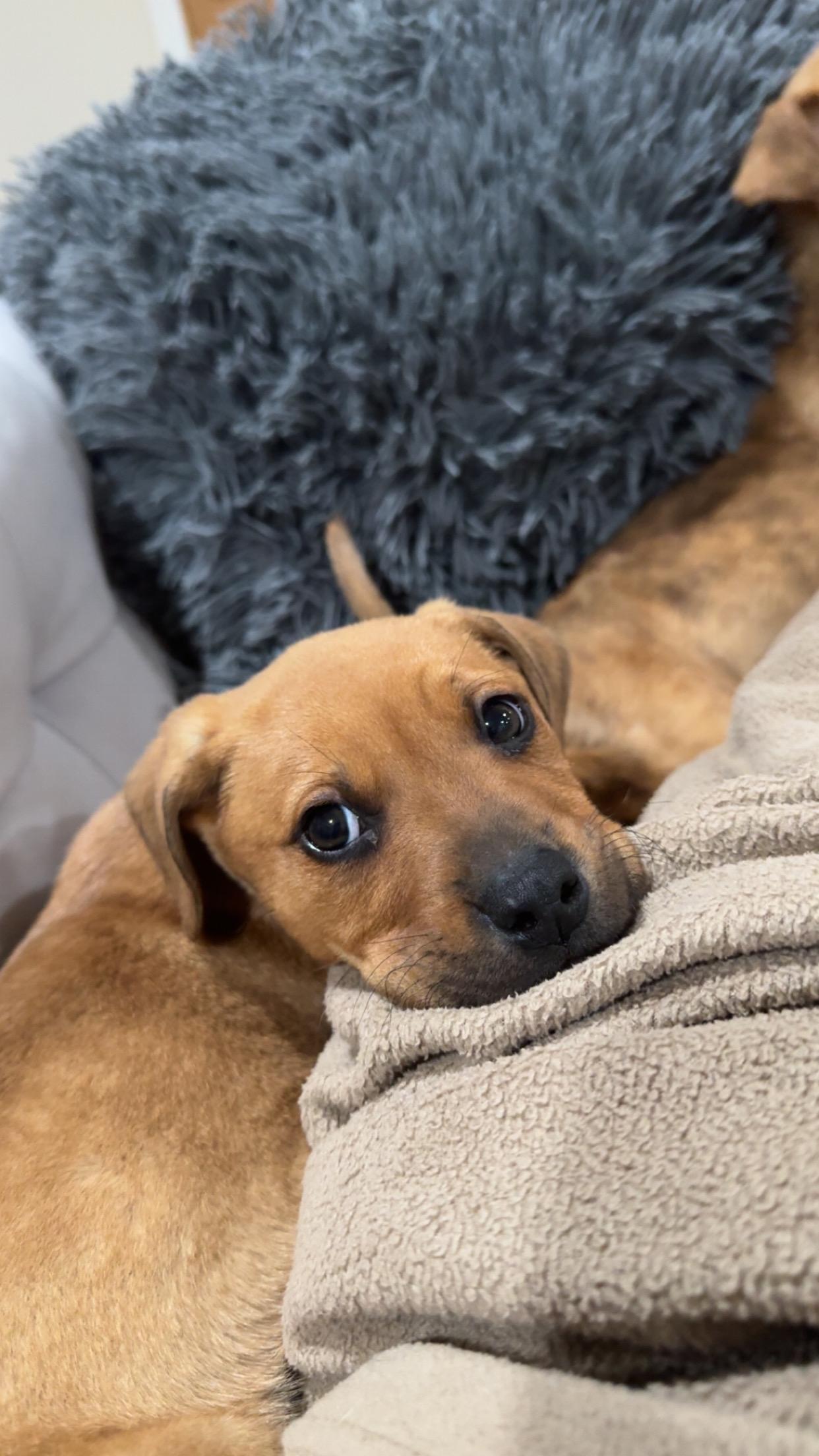 Enlarge Guinness, a ADOPTABLE mixed breed in Saskatoon, SK image 3/6