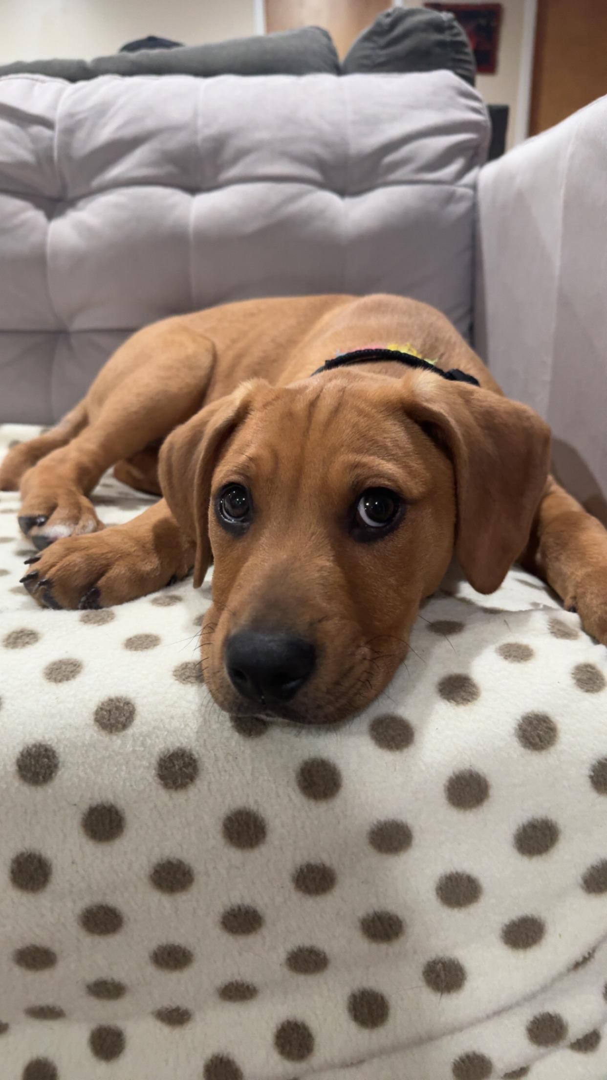 Enlarge Guinness, a ADOPTABLE mixed breed in Saskatoon, SK image 3/6