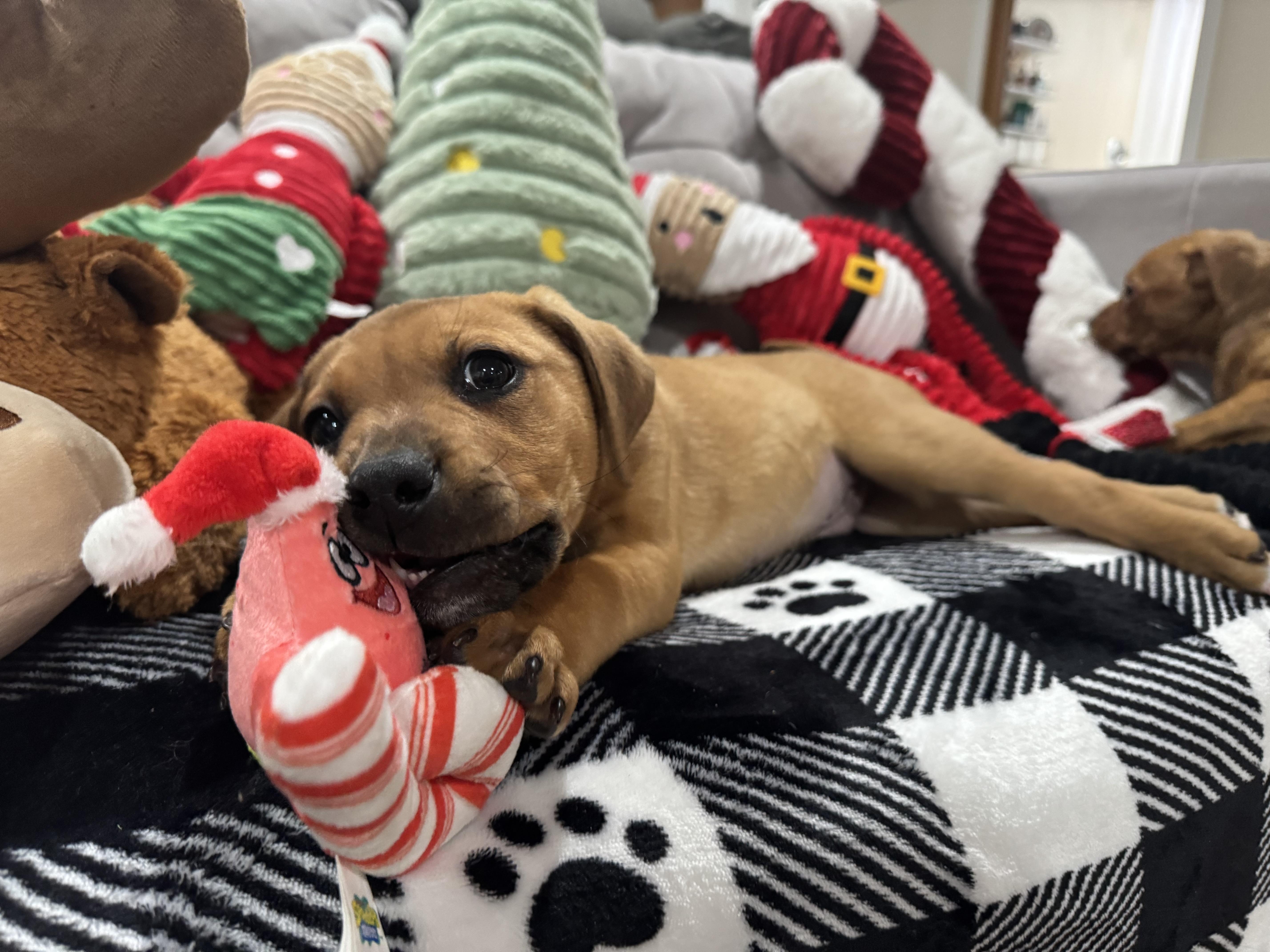 Enlarge Guinness, a ADOPTABLE mixed breed in Saskatoon, SK image 4/6