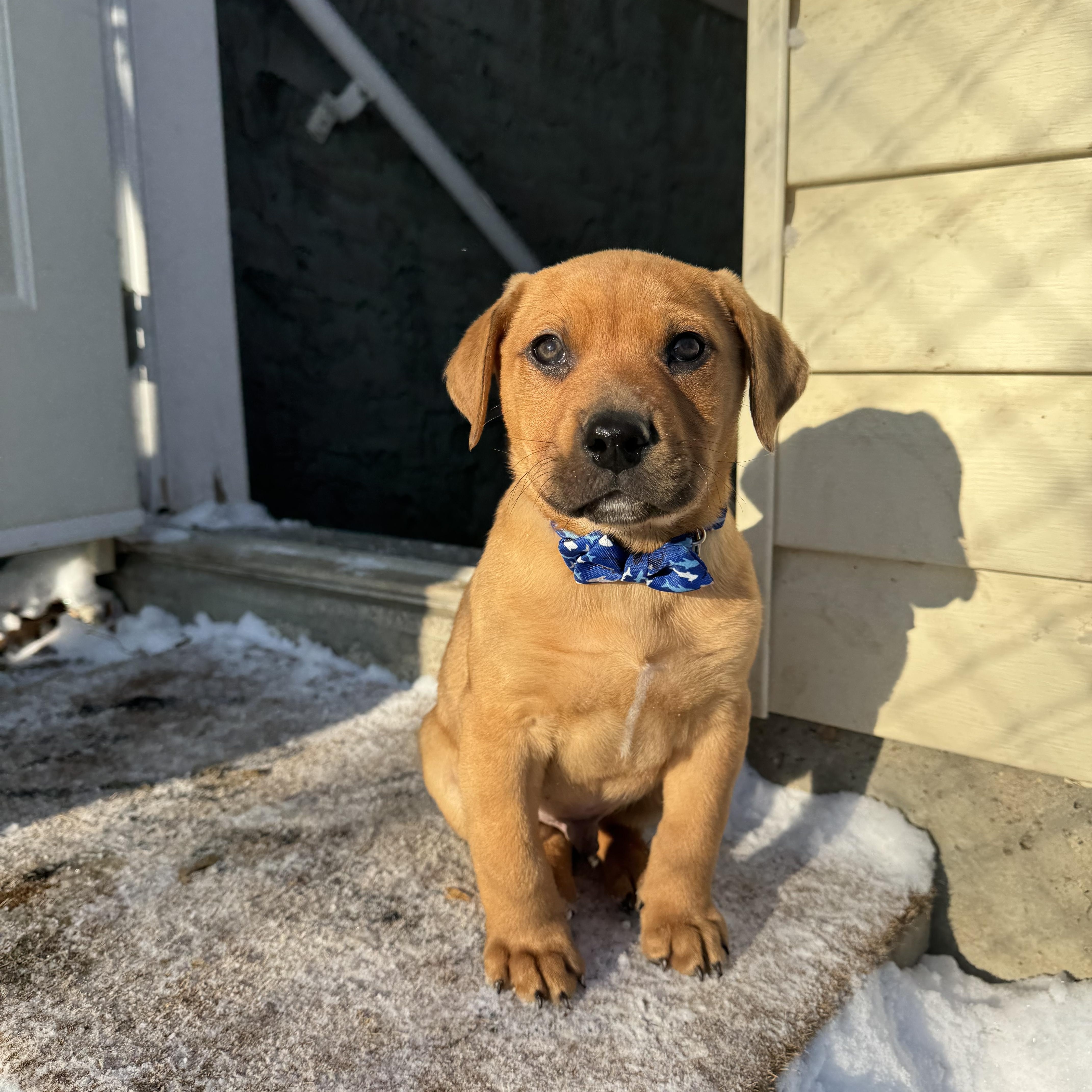 Guinness, ADOPTABLE, Puppy Male Mixed Breed.
