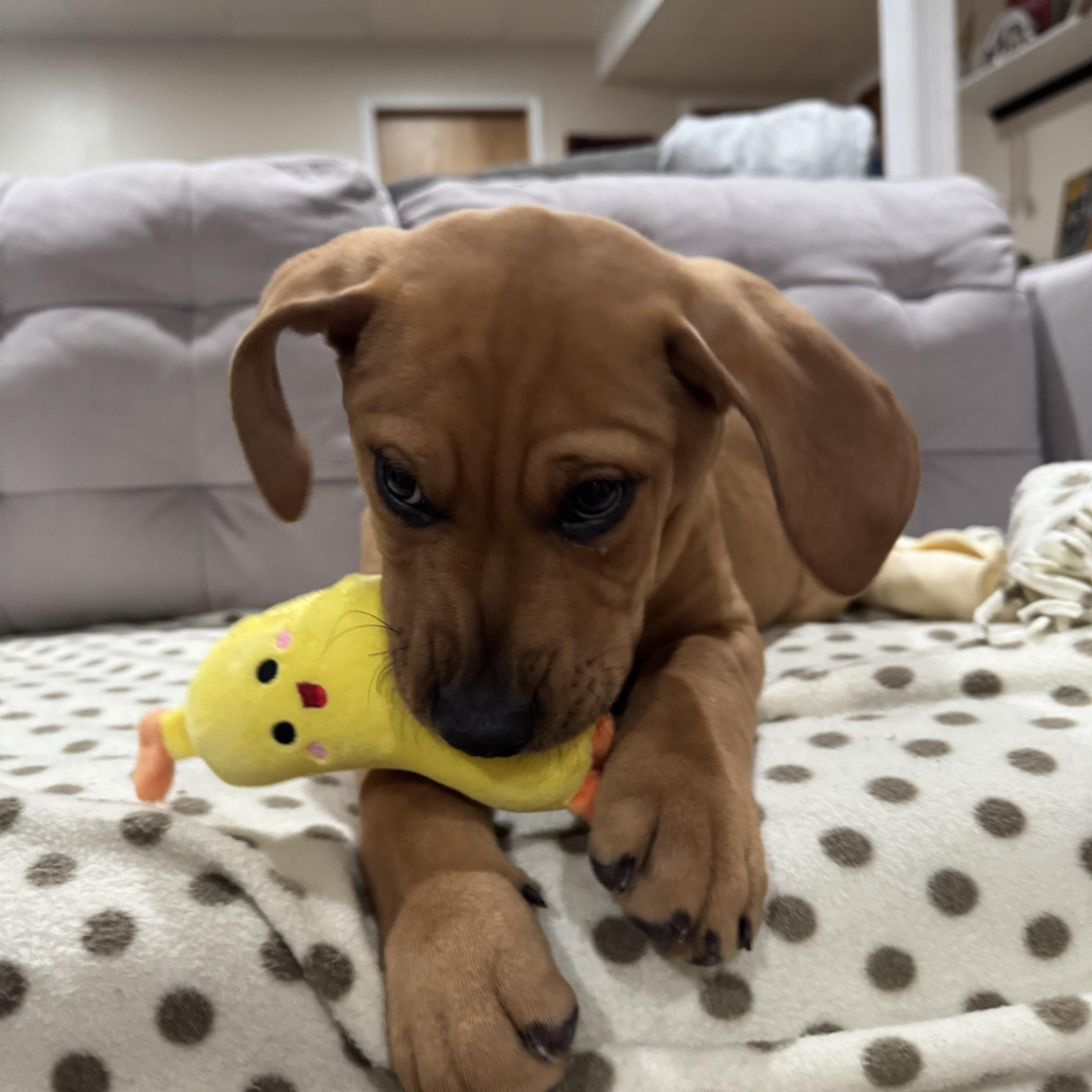 Enlarge Guinness, a ADOPTABLE mixed breed in Saskatoon, SK image 4/6