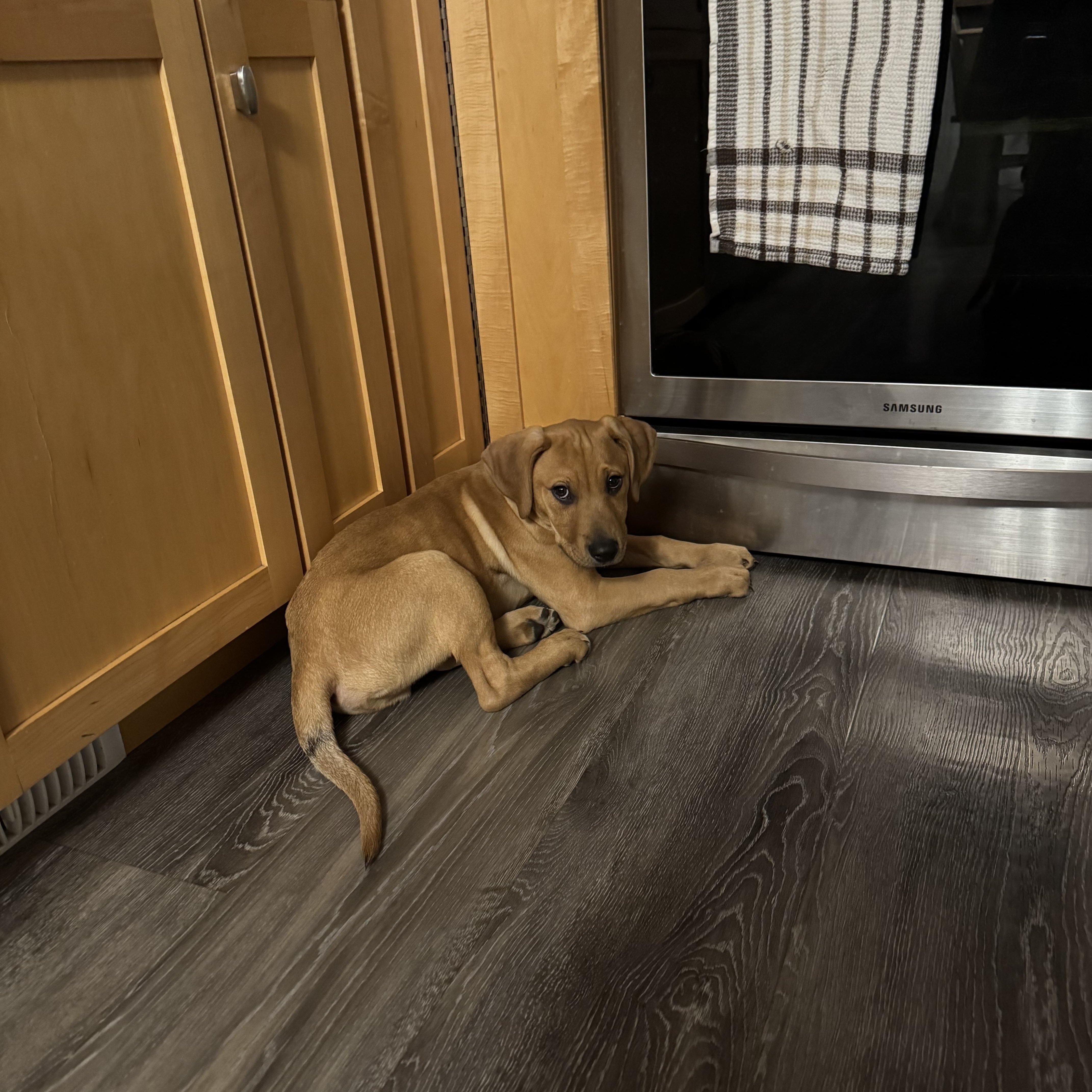 Enlarge Guinness, a ADOPTABLE mixed breed in Saskatoon, SK image 6/6