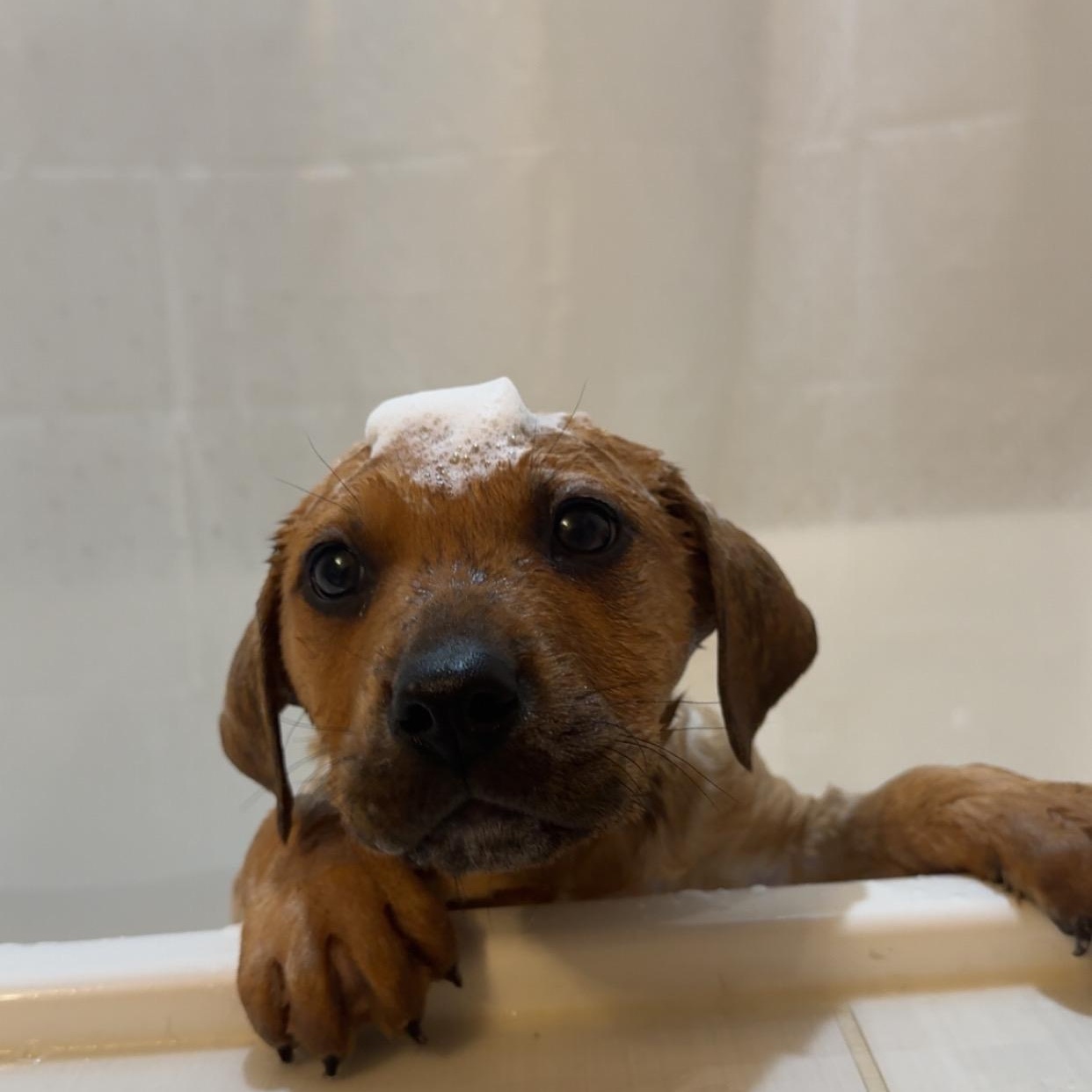 Enlarge Guinness, a ADOPTABLE mixed breed in Saskatoon, SK image 6/6