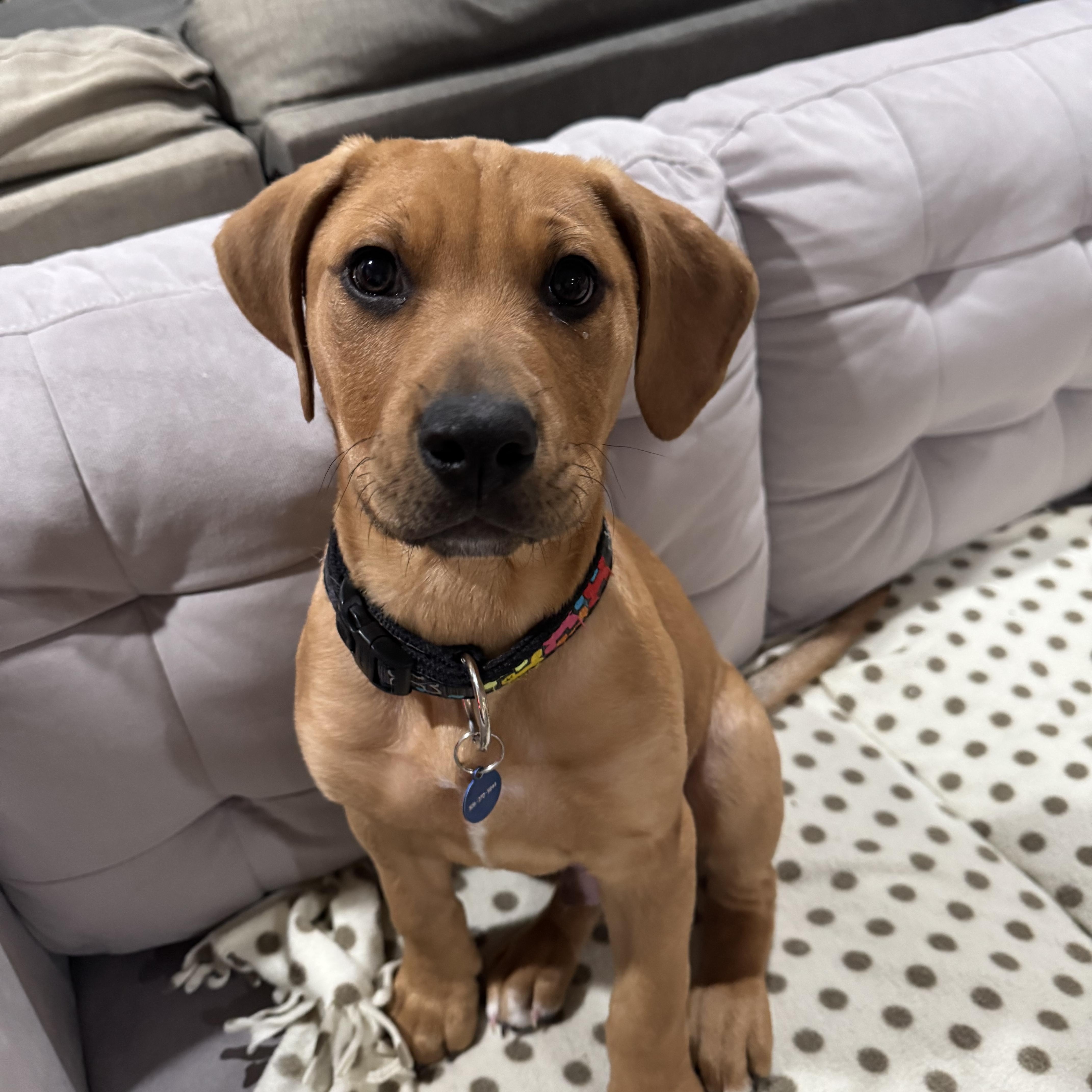 Enlarge Guinness, a ADOPTABLE mixed breed in Saskatoon, SK image 2/6