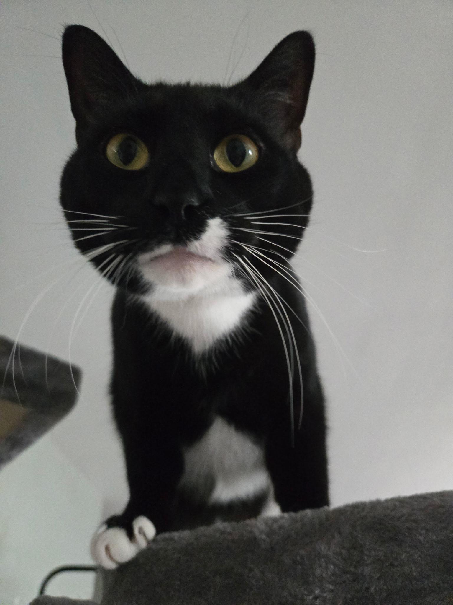 Figaro, a Adoptable Domestic Short Hair in Annapolis, MD image 1/4