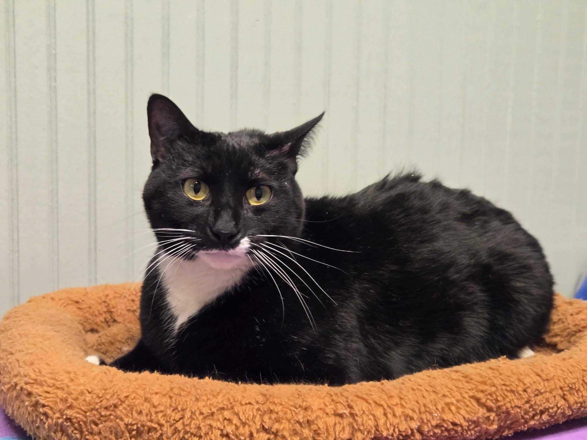 Figaro, a Adoptable Domestic Short Hair in Annapolis, MD image 2/4