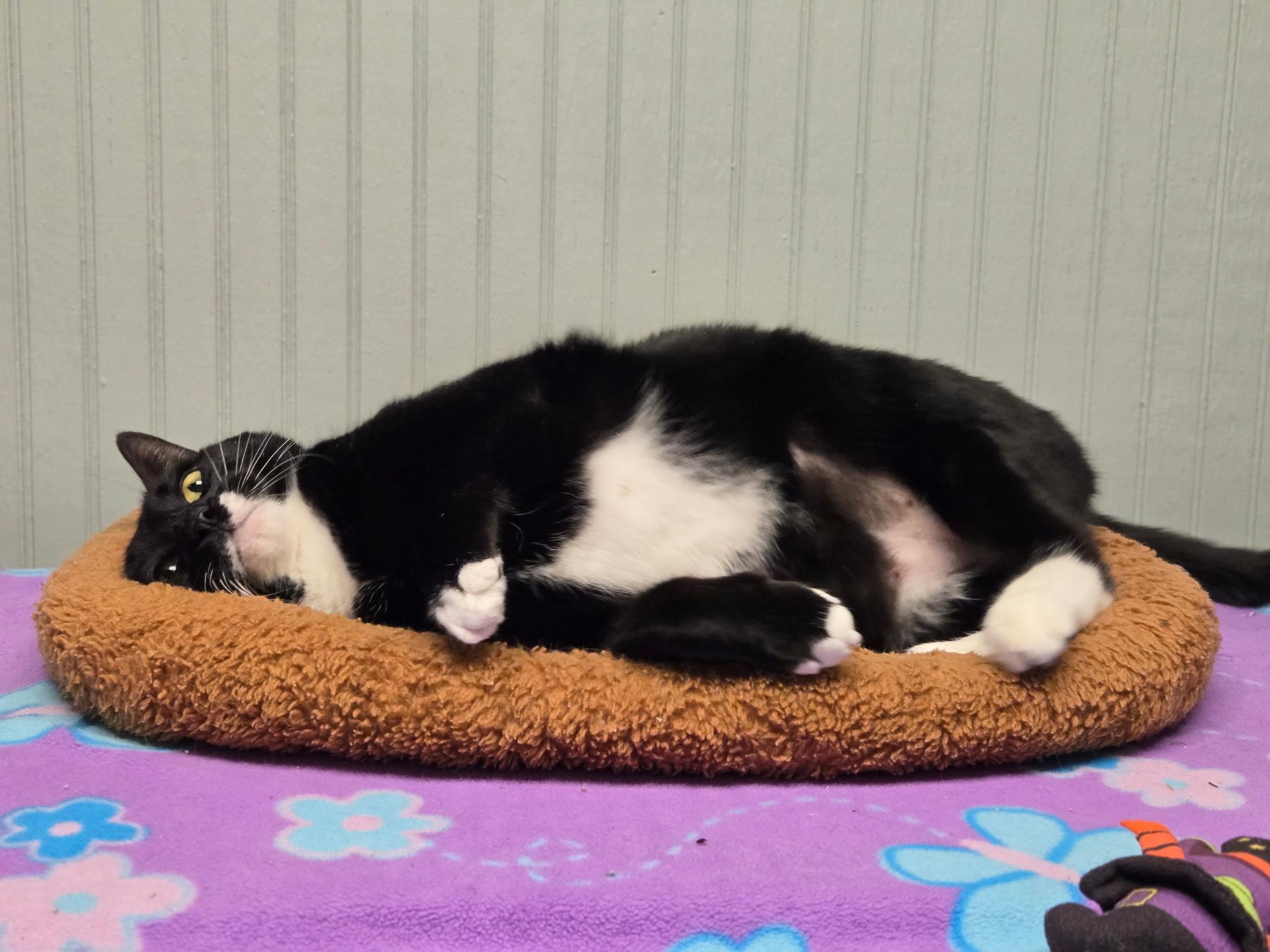 Figaro, a Adoptable Domestic Short Hair in Annapolis, MD image 4/4