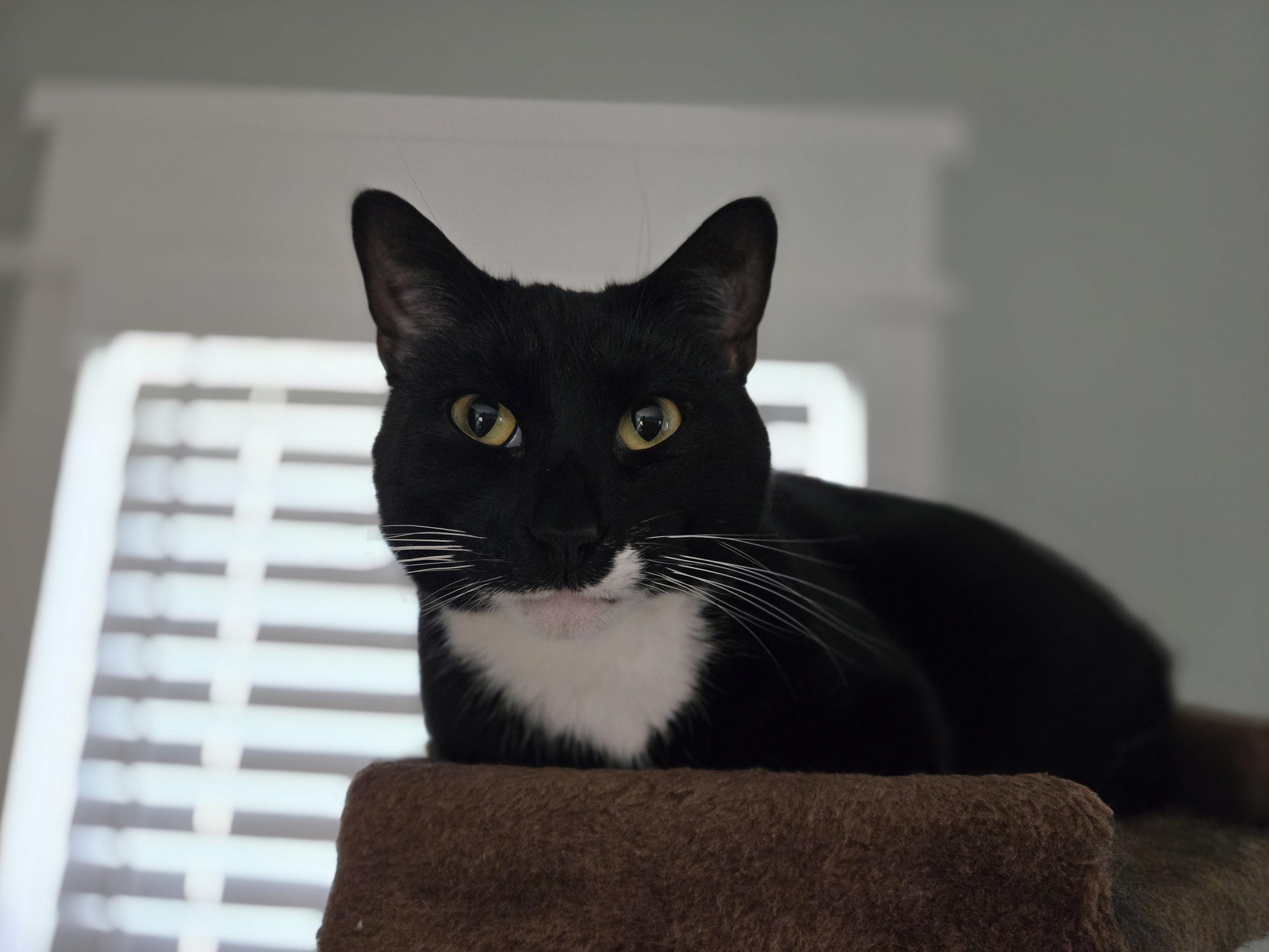 Enlarge Figaro, a Adoptable Domestic Short Hair in Annapolis, MD image 1/1