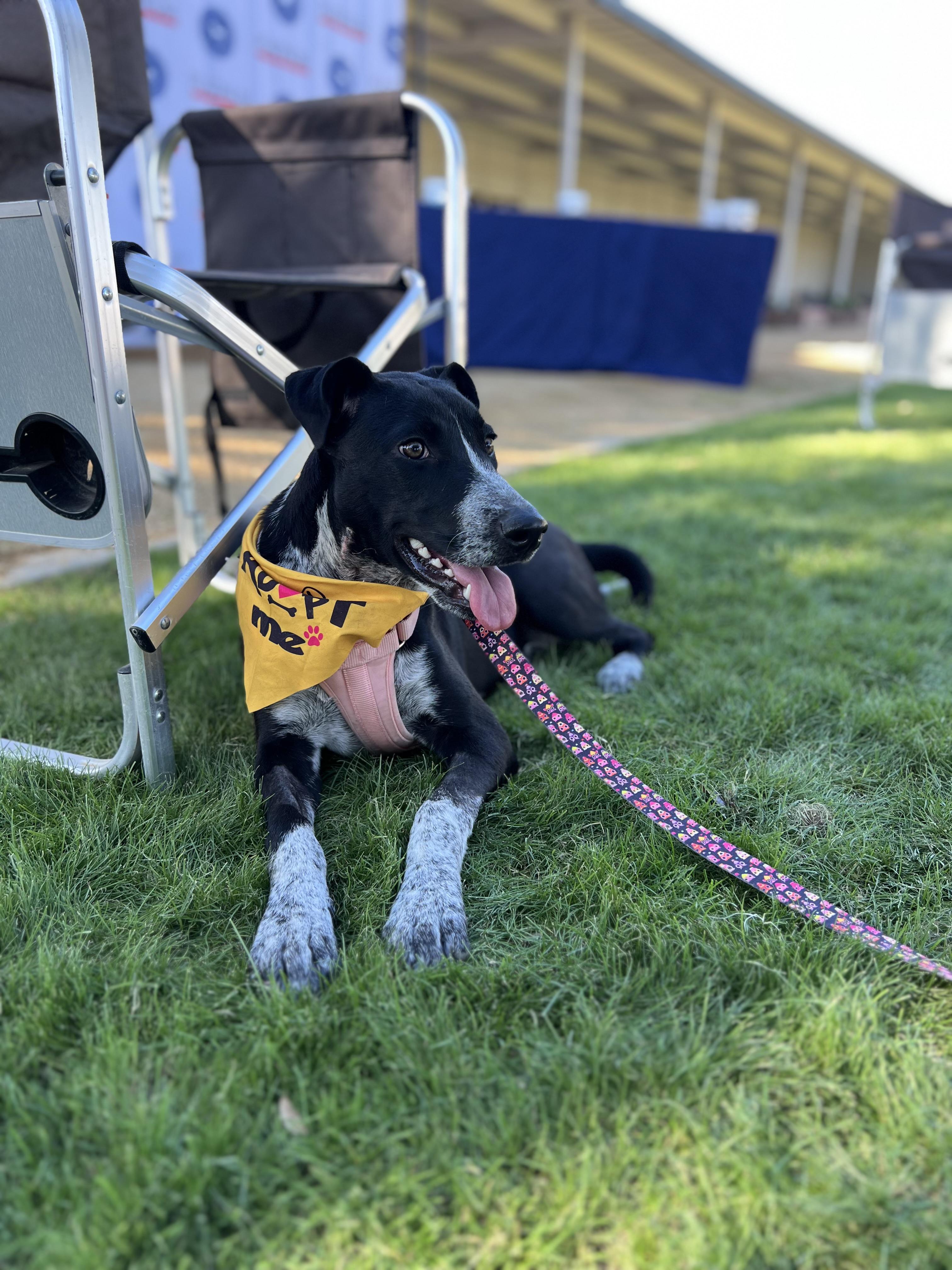 Enlarge Uma, a ADOPTABLE mixed breed in San Diego, CA image 3/6