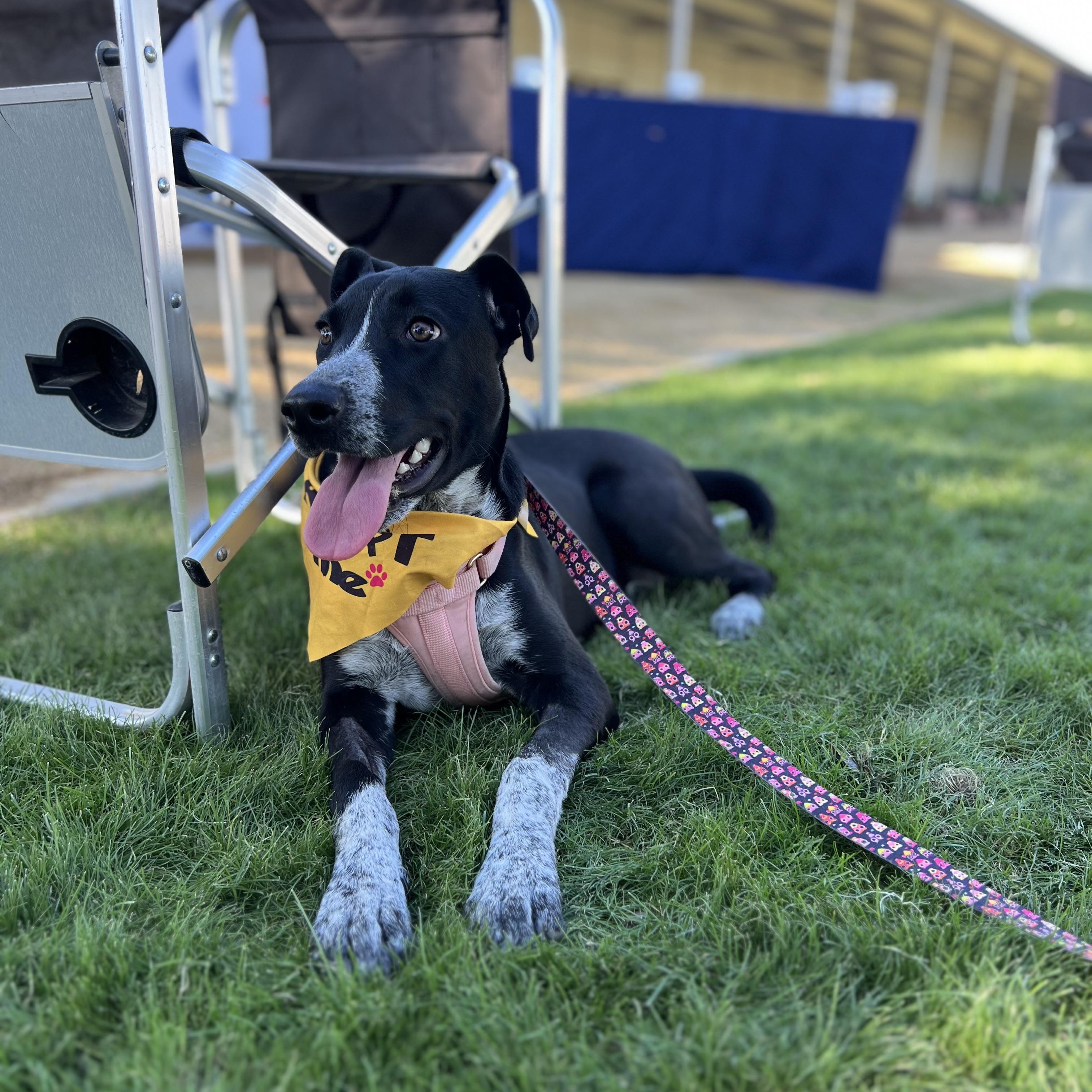 Uma, ADOPTABLE, Young Female Pointer.