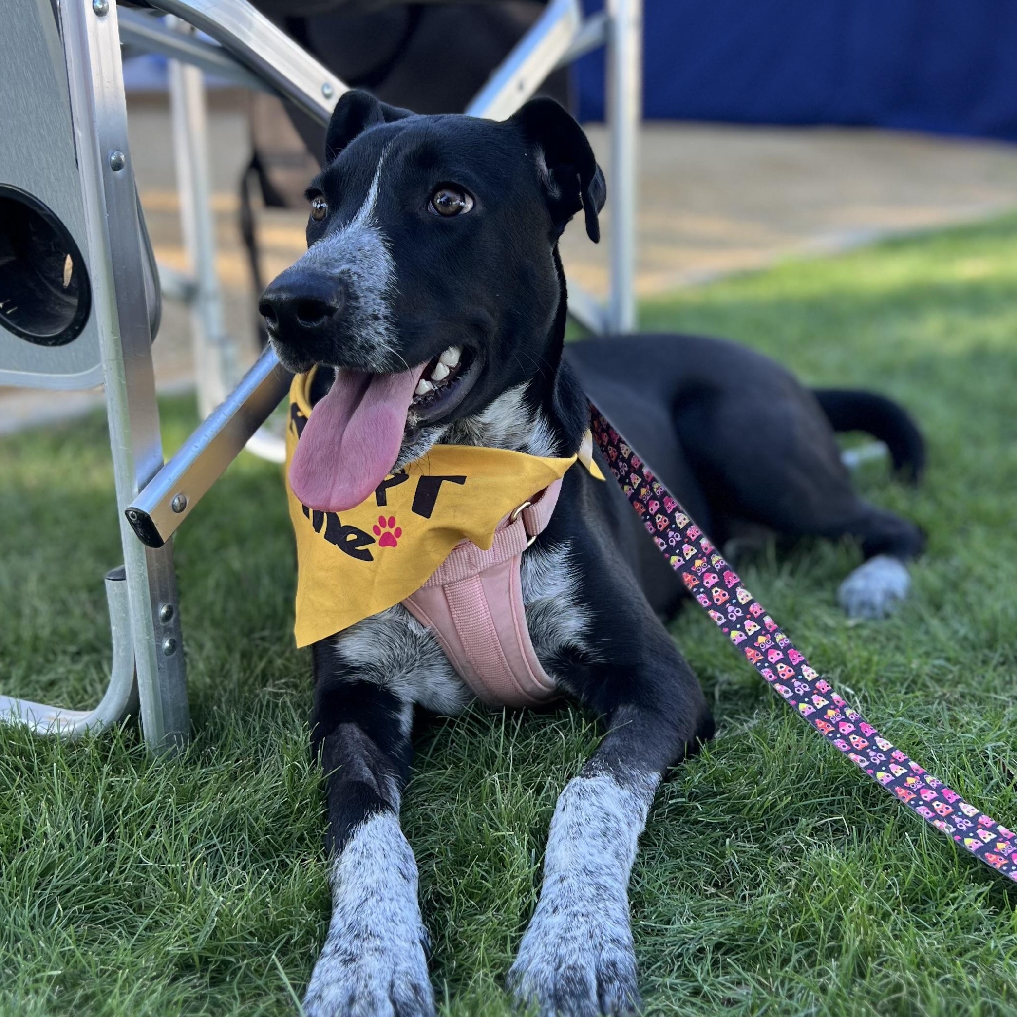 Enlarge Uma, a ADOPTABLE mixed breed in San Diego, CA image 1/6