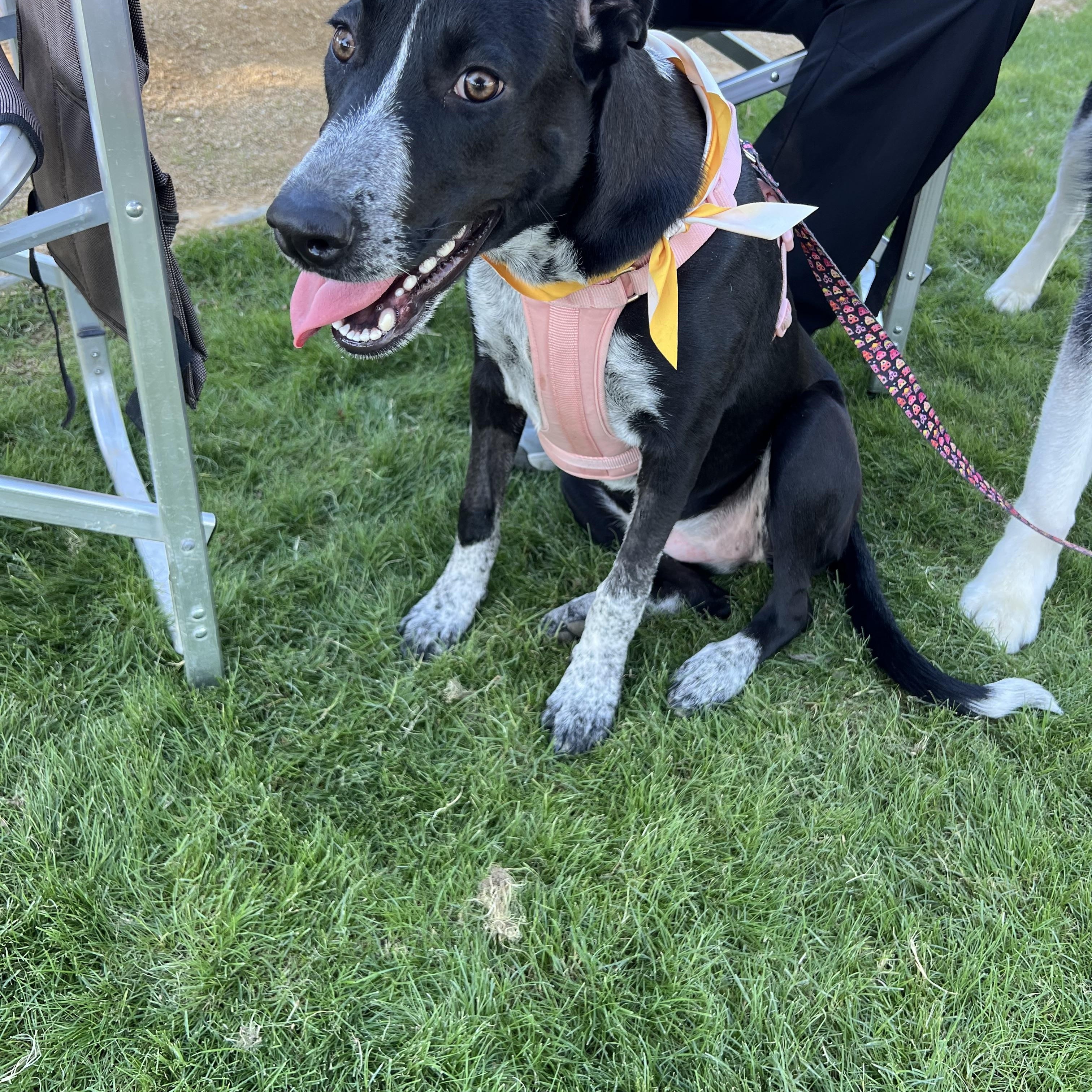 Enlarge Uma, a ADOPTABLE mixed breed in San Diego, CA image 4/6