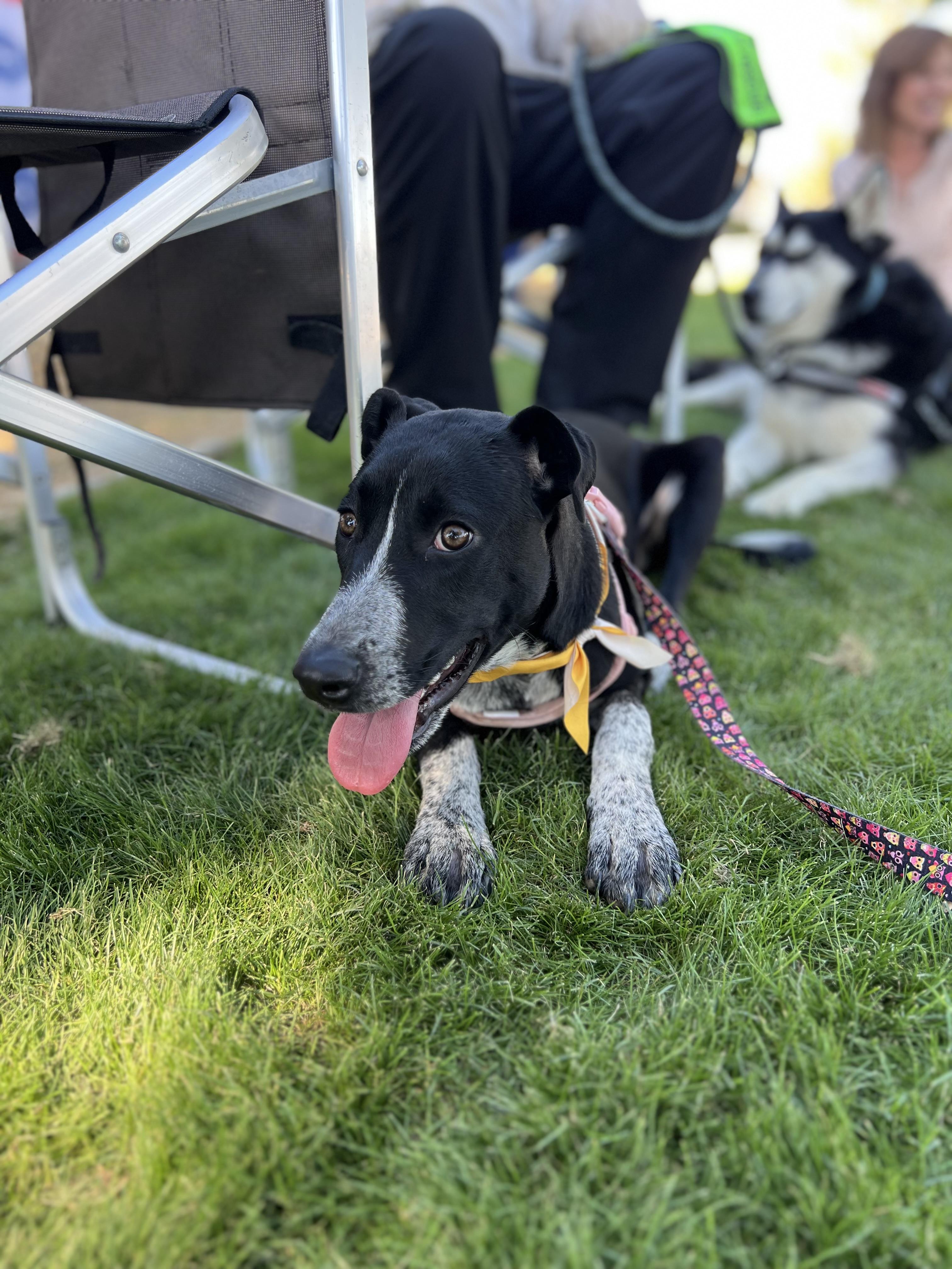 Enlarge Uma, a ADOPTABLE mixed breed in San Diego, CA image 2/6